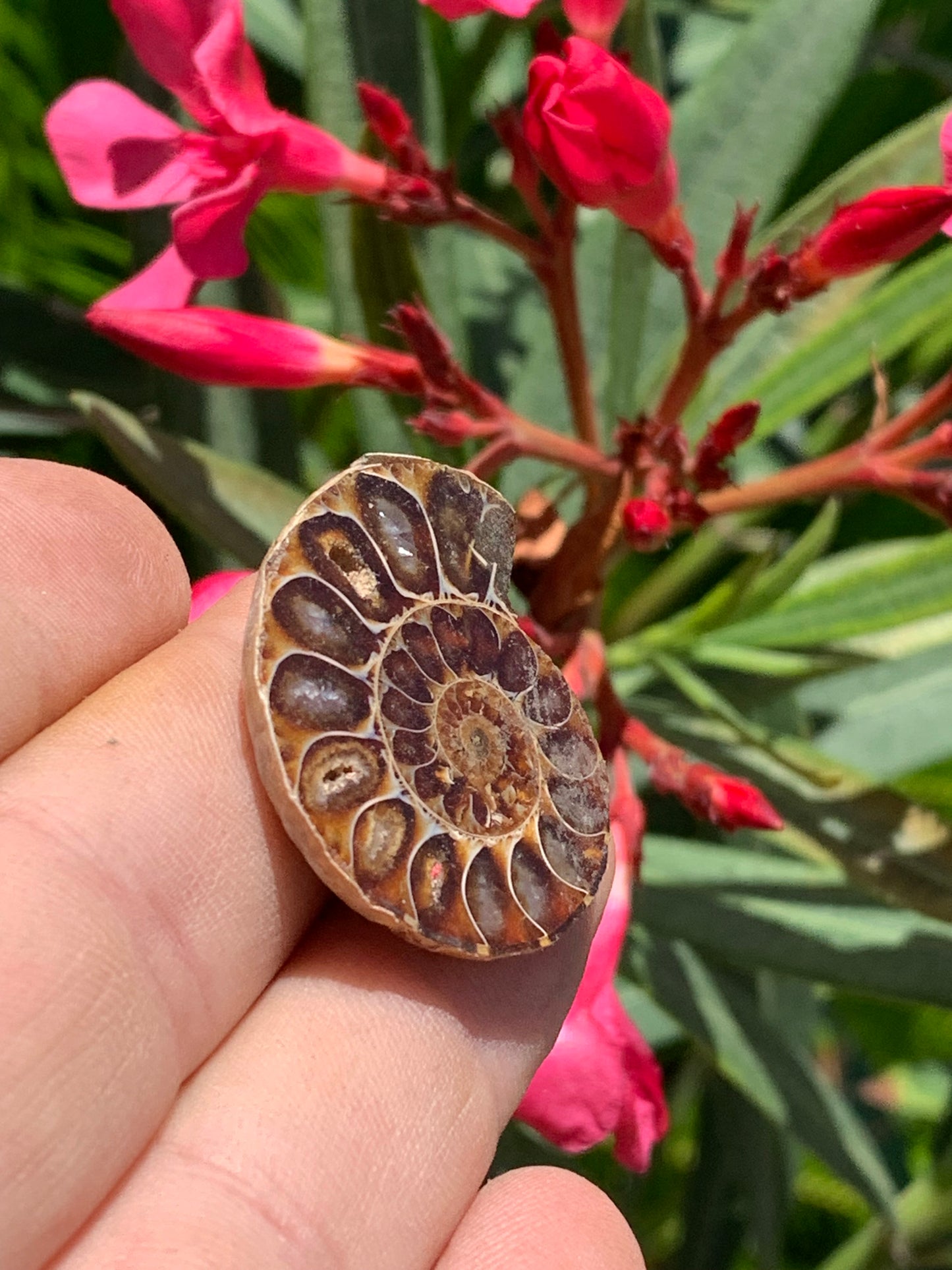 Ammonite nacrée sciée en 2, médaillon de 33mm x 28 x 9 - 9,9 grammes. Parfait pour collection, exposition...