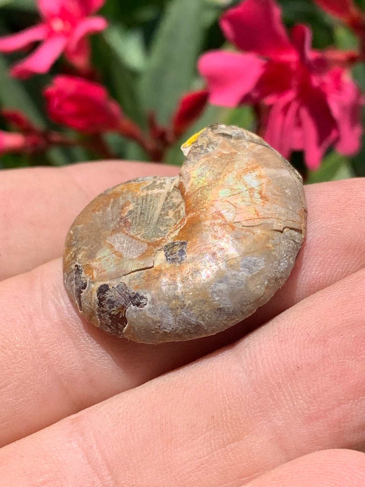 Ammonite nacrée sciée en 2, médaillon de 33mm x 28 x 9 - 9,9 grammes. Parfait pour collection, exposition...