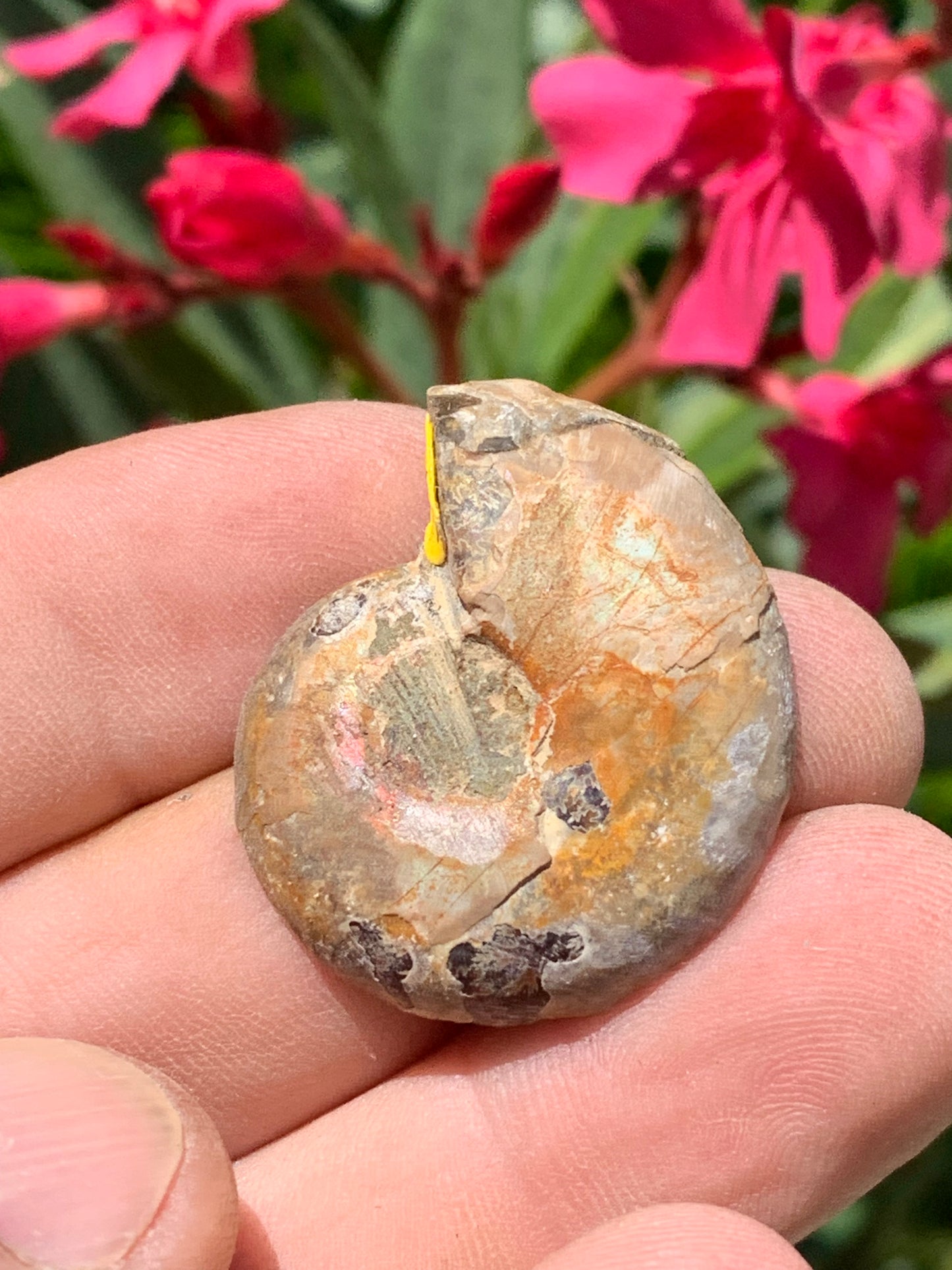 Ammonite nacrée sciée en 2, médaillon de 33mm x 28 x 9 - 9,9 grammes. Parfait pour collection, exposition...