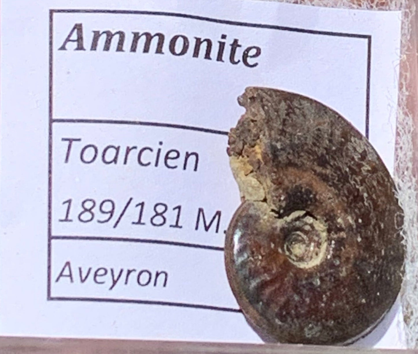 Ammonite pyritisé de France (Aveyron), de 22mm x 19 x 6 - 4,8 grammes. Parfait pour collection, exposition... Vendu avec boßte loupe de 4 x4 x4cm !
