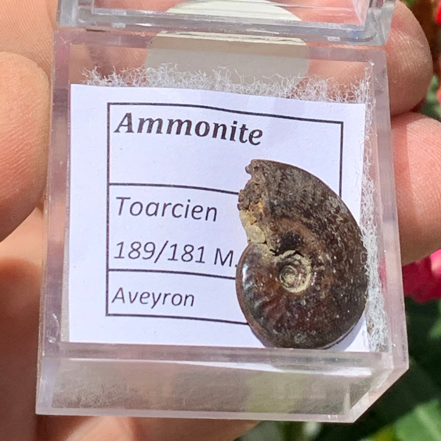 Ammonite pyritisé de France (Aveyron), de 22mm x 19 x 6 - 4,8 grammes. Parfait pour collection, exposition... Vendu avec boßte loupe de 4 x4 x4cm !