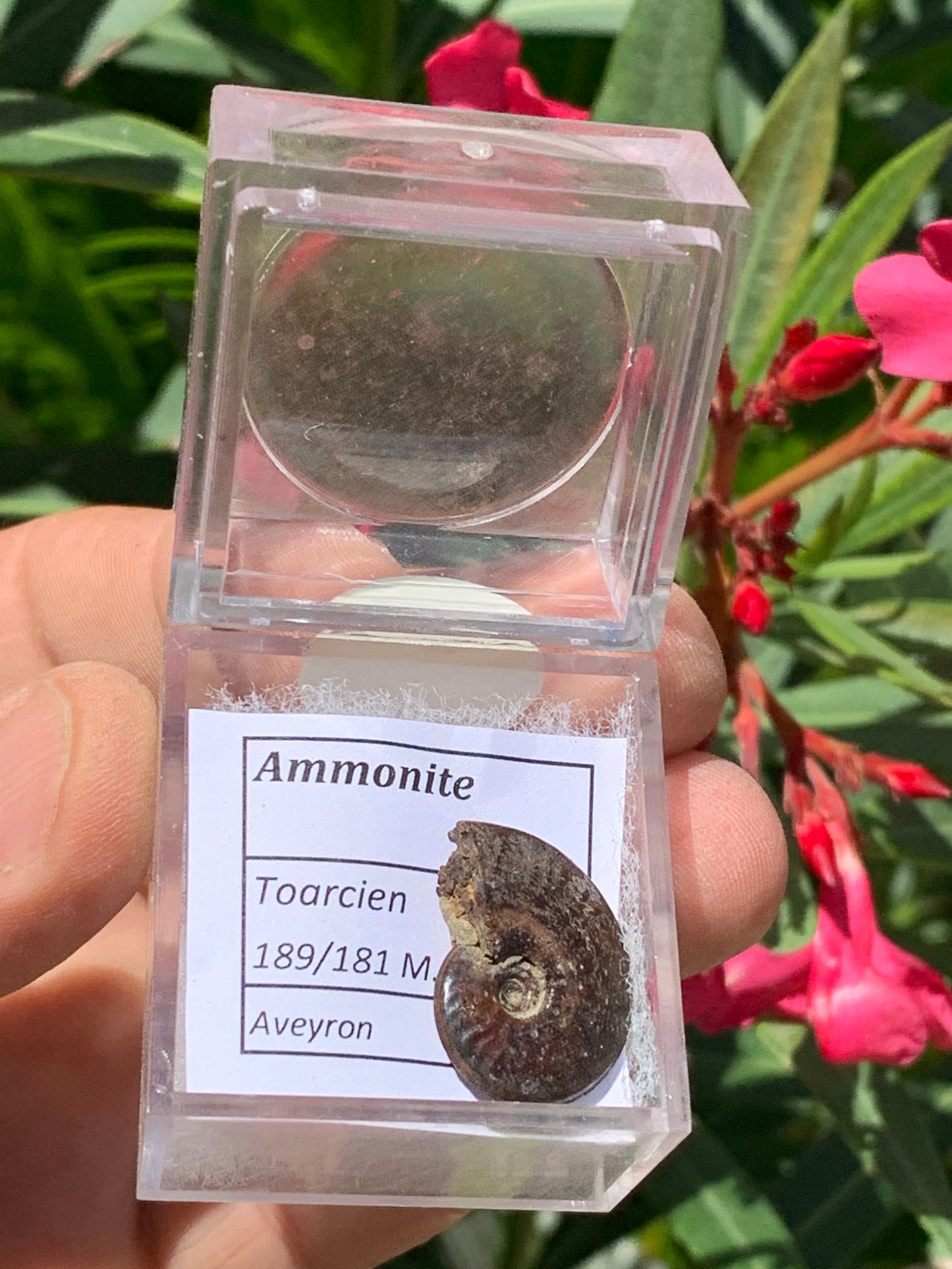 Ammonite pyritisé de France (Aveyron), de 22mm x 19 x 6 - 4,8 grammes. Parfait pour collection, exposition... Vendu avec boßte loupe de 4 x4 x4cm !