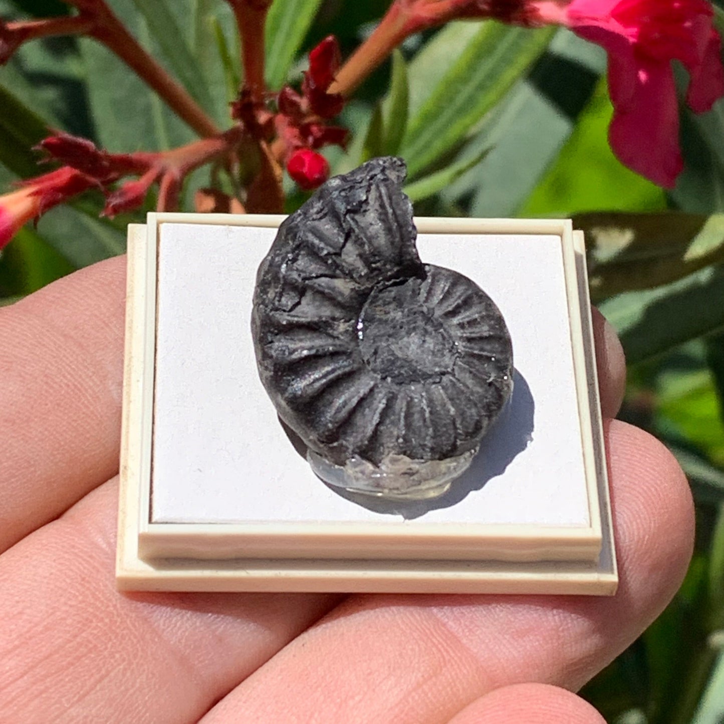 Ammonite pyritisé de France (Aveyron), de 26mm x 20 x 10 - 8,5 grammes. Parfait pour collection, exposition... Vendu avec boßte de 4 x3,3 x2 cm !