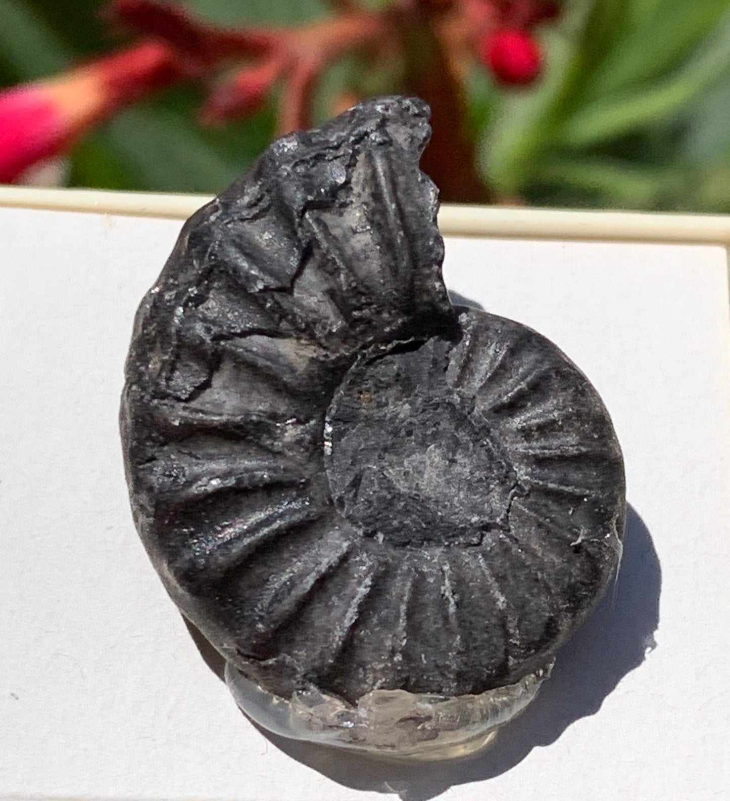 Ammonite pyritisé de France (Aveyron), de 26mm x 20 x 10 - 8,5 grammes. Parfait pour collection, exposition... Vendu avec boßte de 4 x3,3 x2 cm !