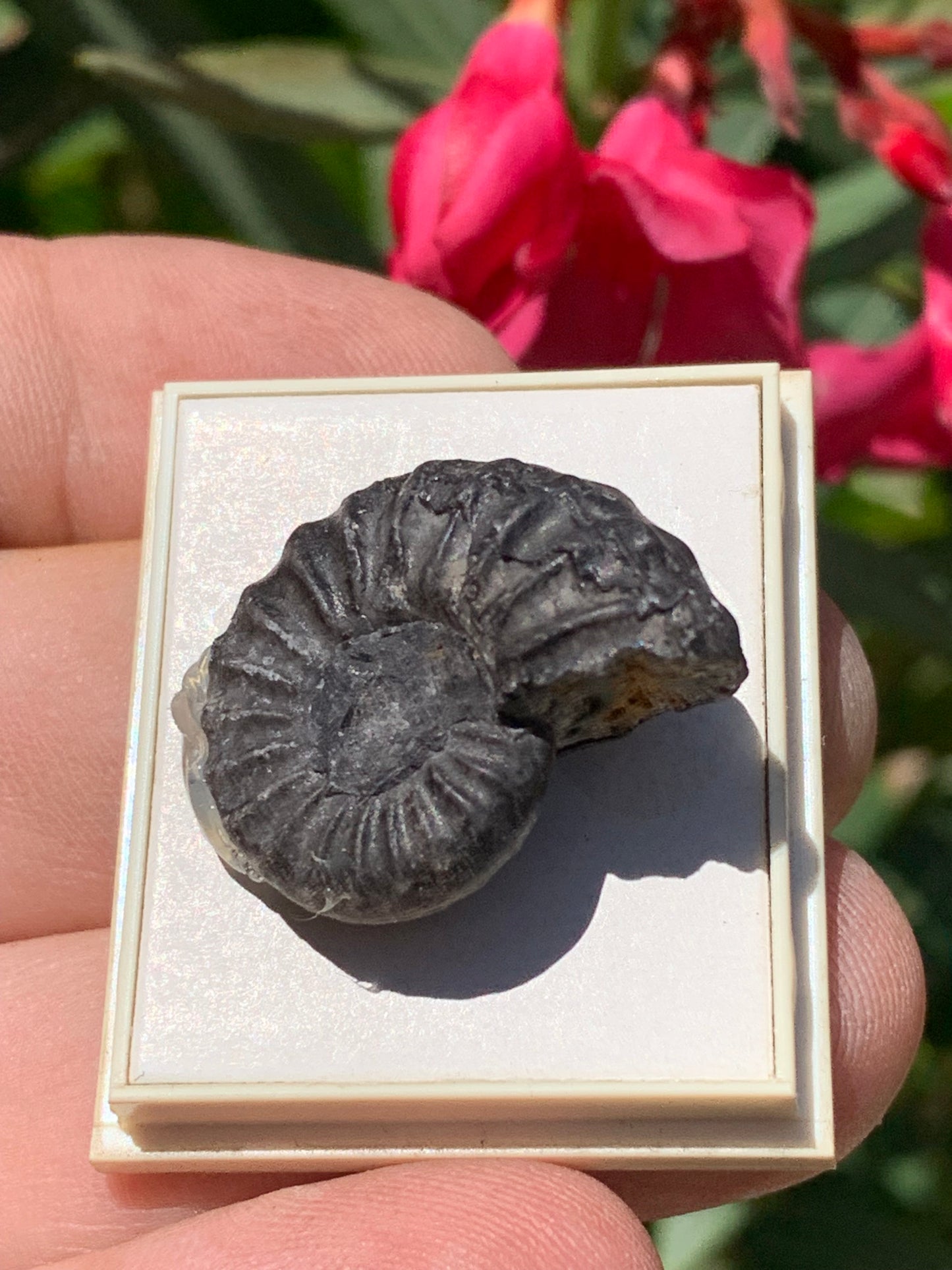 Ammonite pyritisé de France (Aveyron), de 26mm x 20 x 10 - 8,5 grammes. Parfait pour collection, exposition... Vendu avec boßte de 4 x3,3 x2 cm !