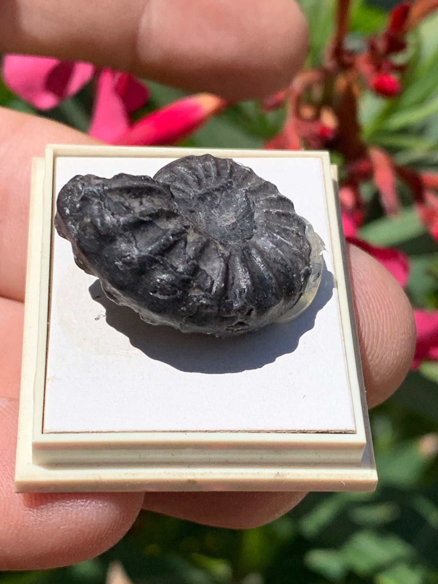 Ammonite pyritisé de France (Aveyron), de 26mm x 20 x 10 - 8,5 grammes. Parfait pour collection, exposition... Vendu avec boßte de 4 x3,3 x2 cm !