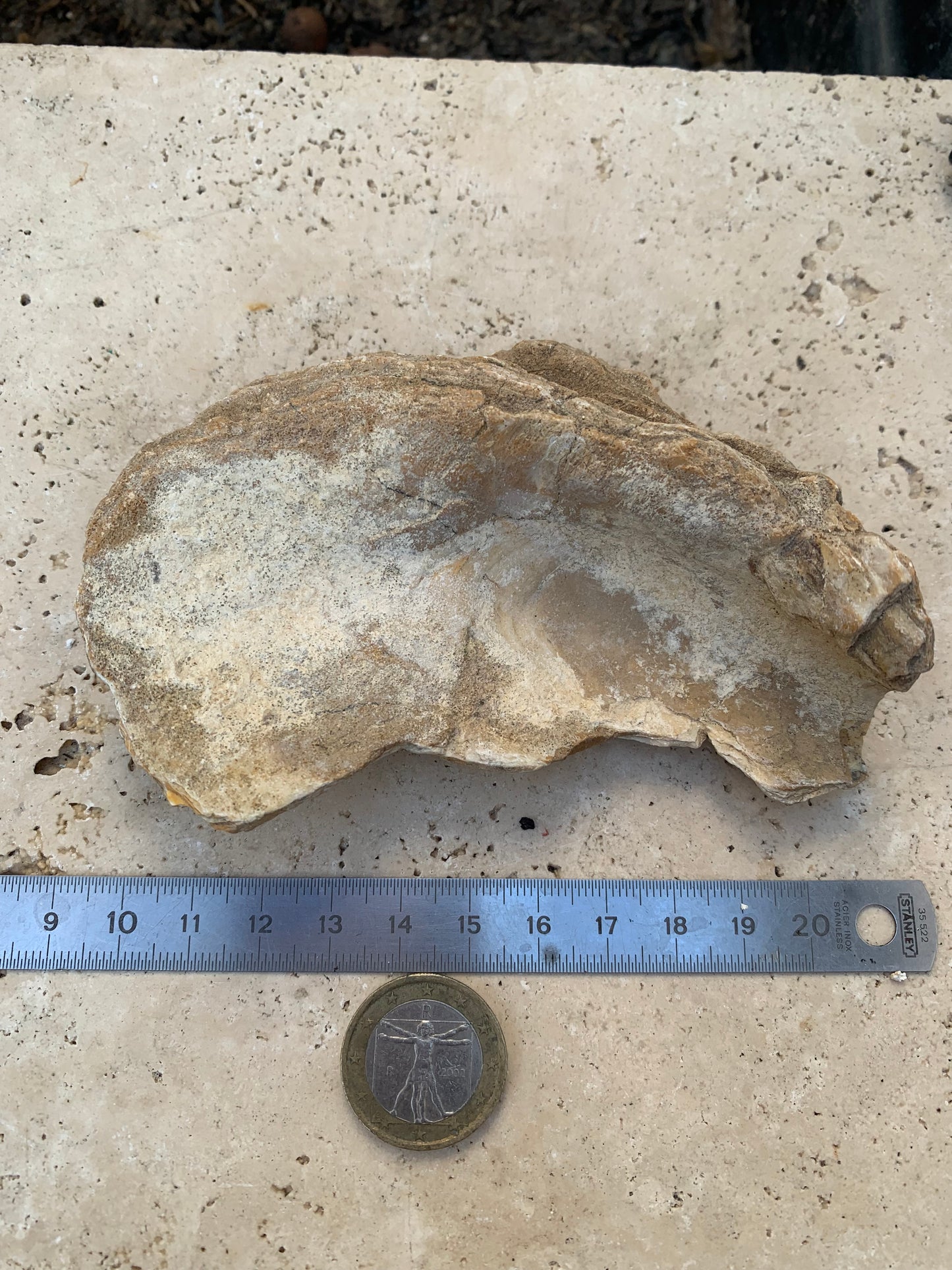 Coquille d'huitre fossilisée de France, de 111 mm x 68 x 34 - 167,3 grammes. Parfait pour collection, exposition...