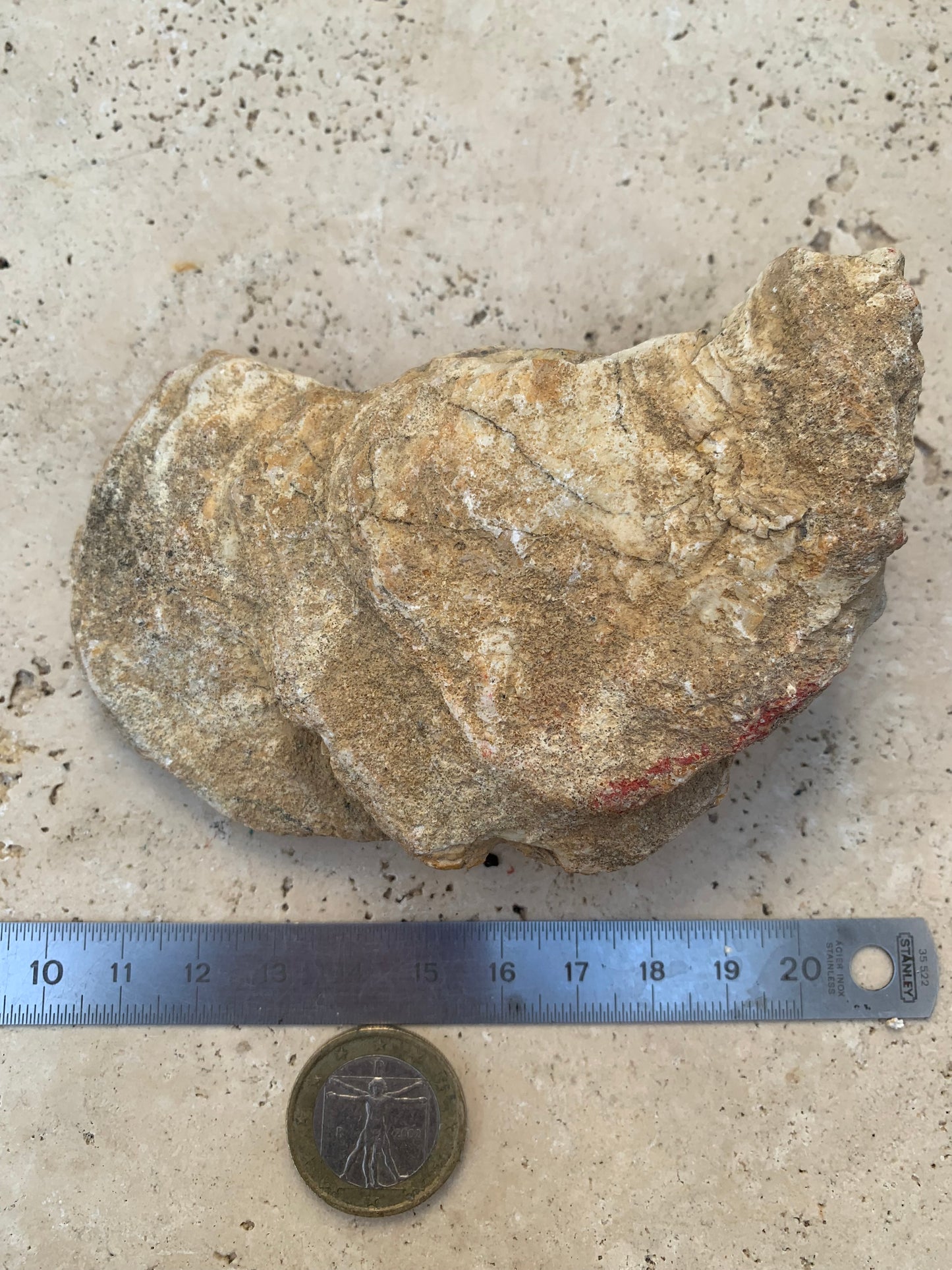 Coquille d'huitre fossilisée de France, de 111 mm x 68 x 34 - 167,3 grammes. Parfait pour collection, exposition...