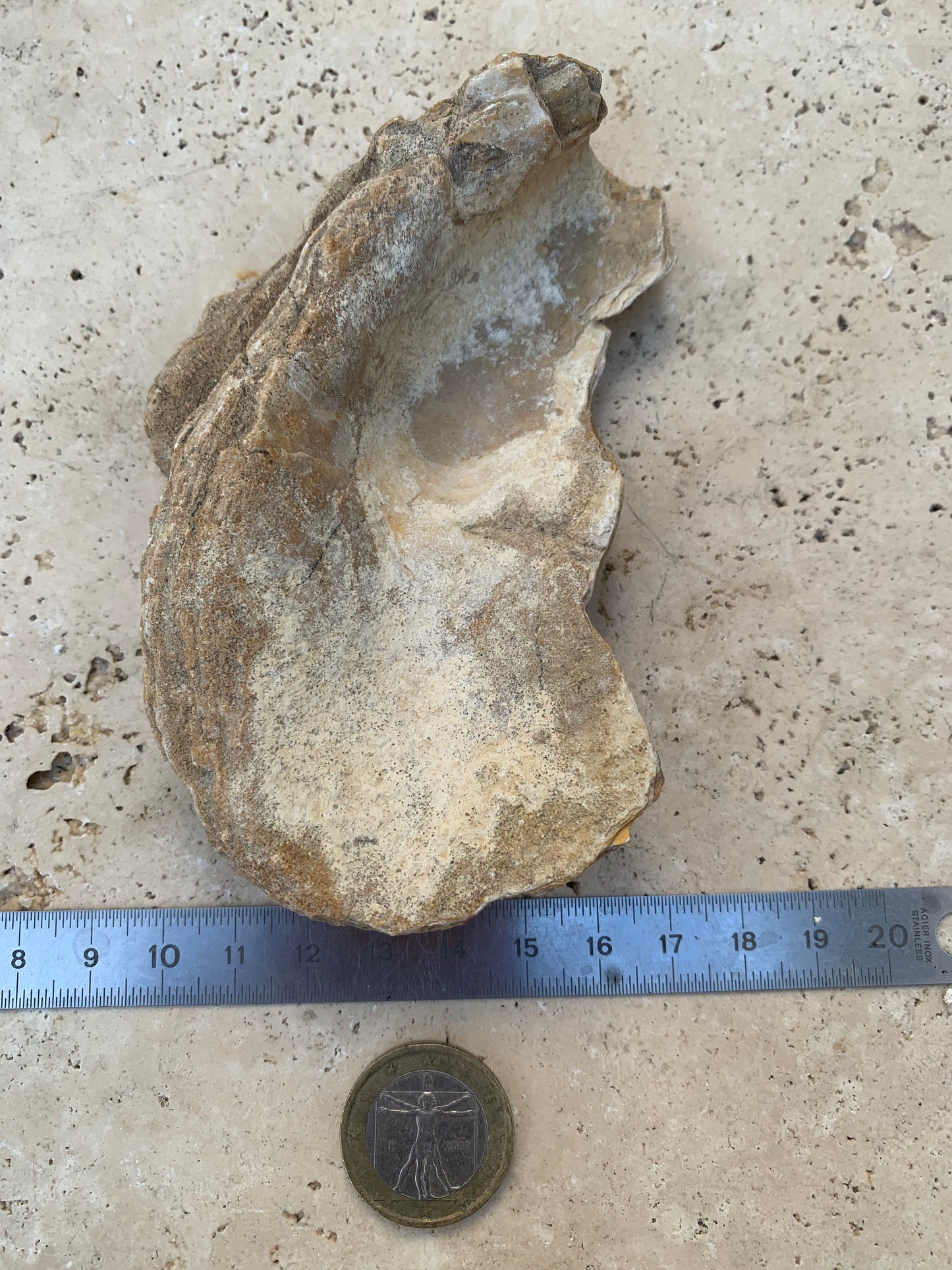 Coquille d'huitre fossilisée de France, de 111 mm x 68 x 34 - 167,3 grammes. Parfait pour collection, exposition...