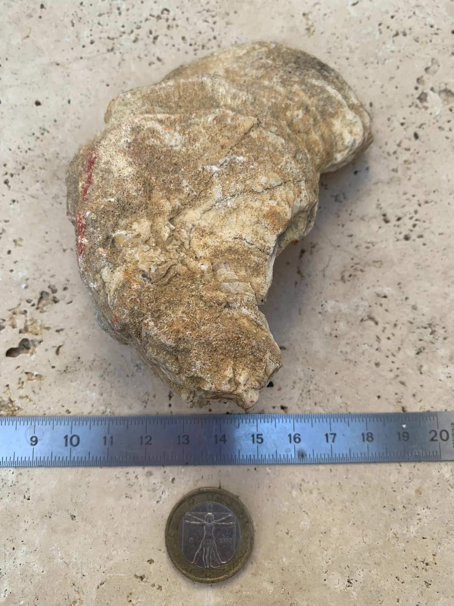 Coquille d'huitre fossilisée de France, de 111 mm x 68 x 34 - 167,3 grammes. Parfait pour collection, exposition...
