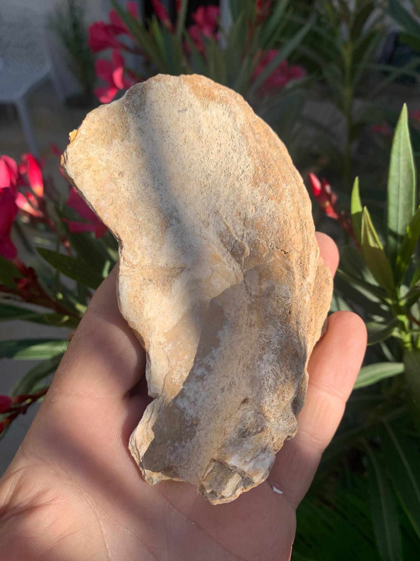Coquille d'huitre fossilisée de France, de 111 mm x 68 x 34 - 167,3 grammes. Parfait pour collection, exposition...