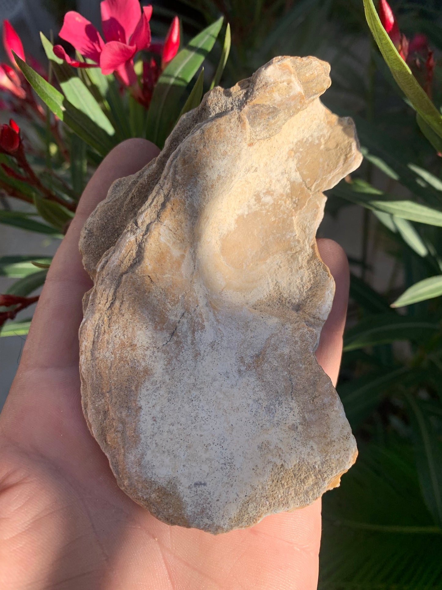 Coquille d'huitre fossilisée de France, de 111 mm x 68 x 34 - 167,3 grammes. Parfait pour collection, exposition...