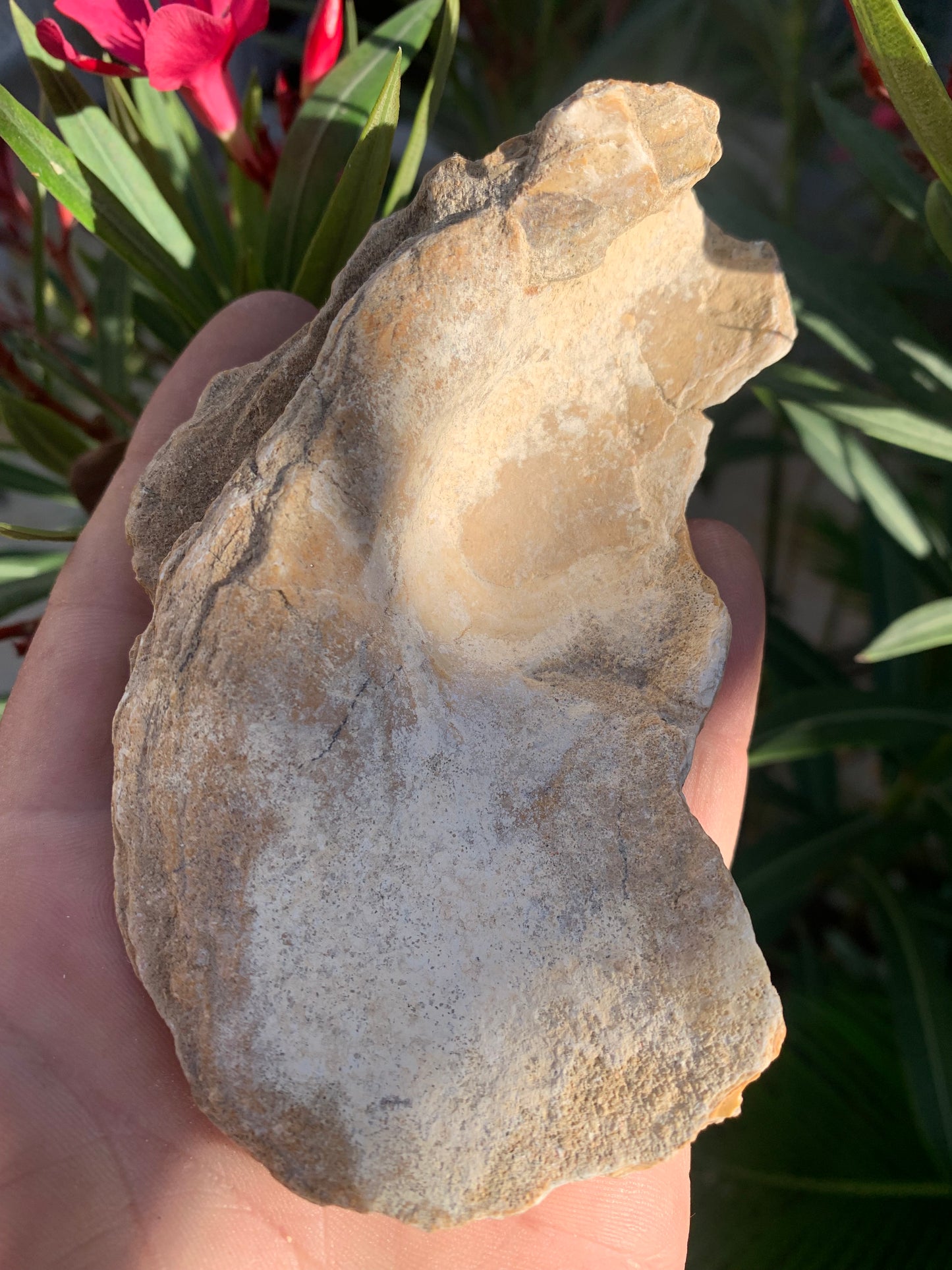 Coquille d'huitre fossilisée de France, de 111 mm x 68 x 34 - 167,3 grammes. Parfait pour collection, exposition...