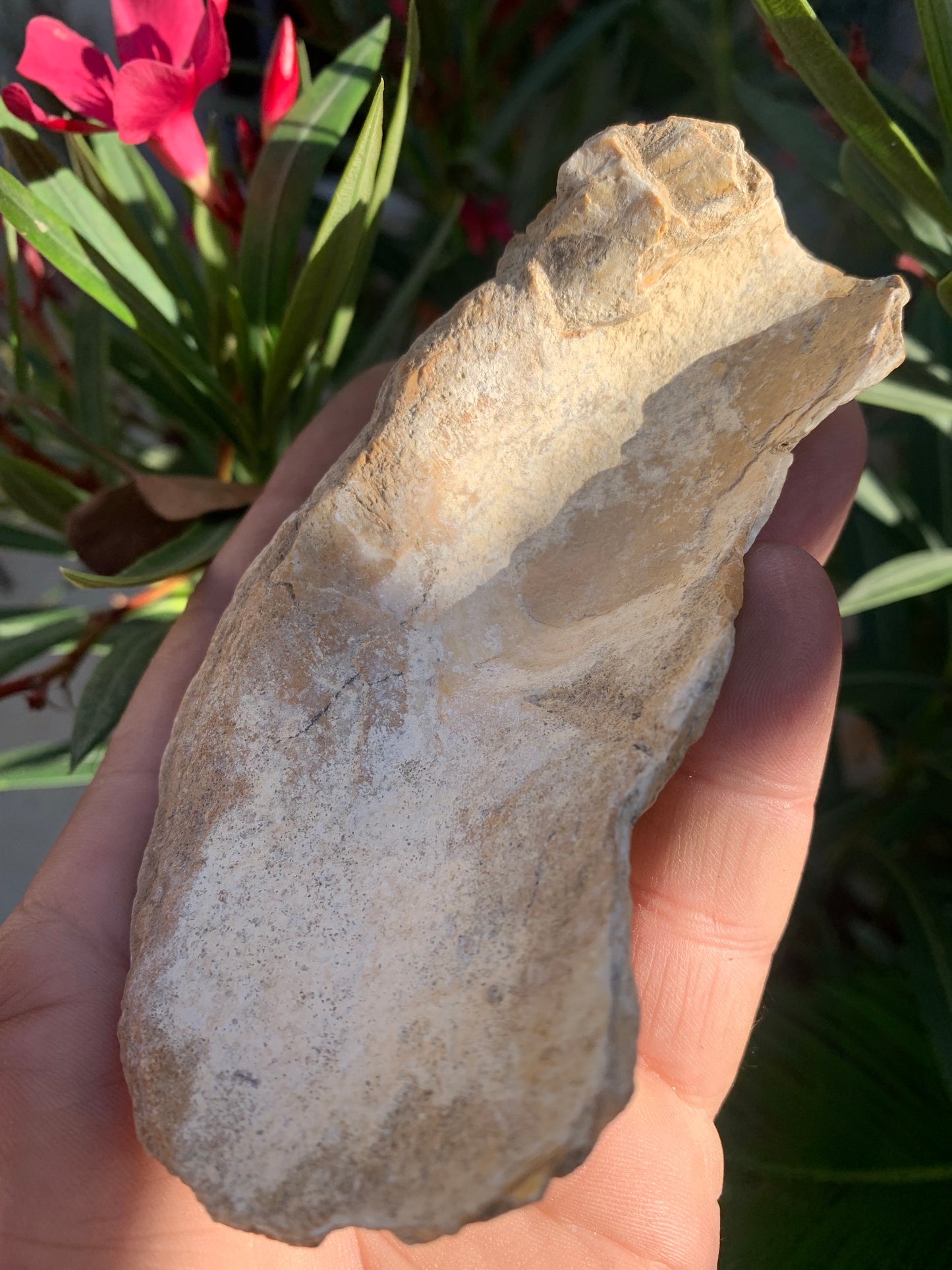 Coquille d'huitre fossilisée de France, de 111 mm x 68 x 34 - 167,3 grammes. Parfait pour collection, exposition...