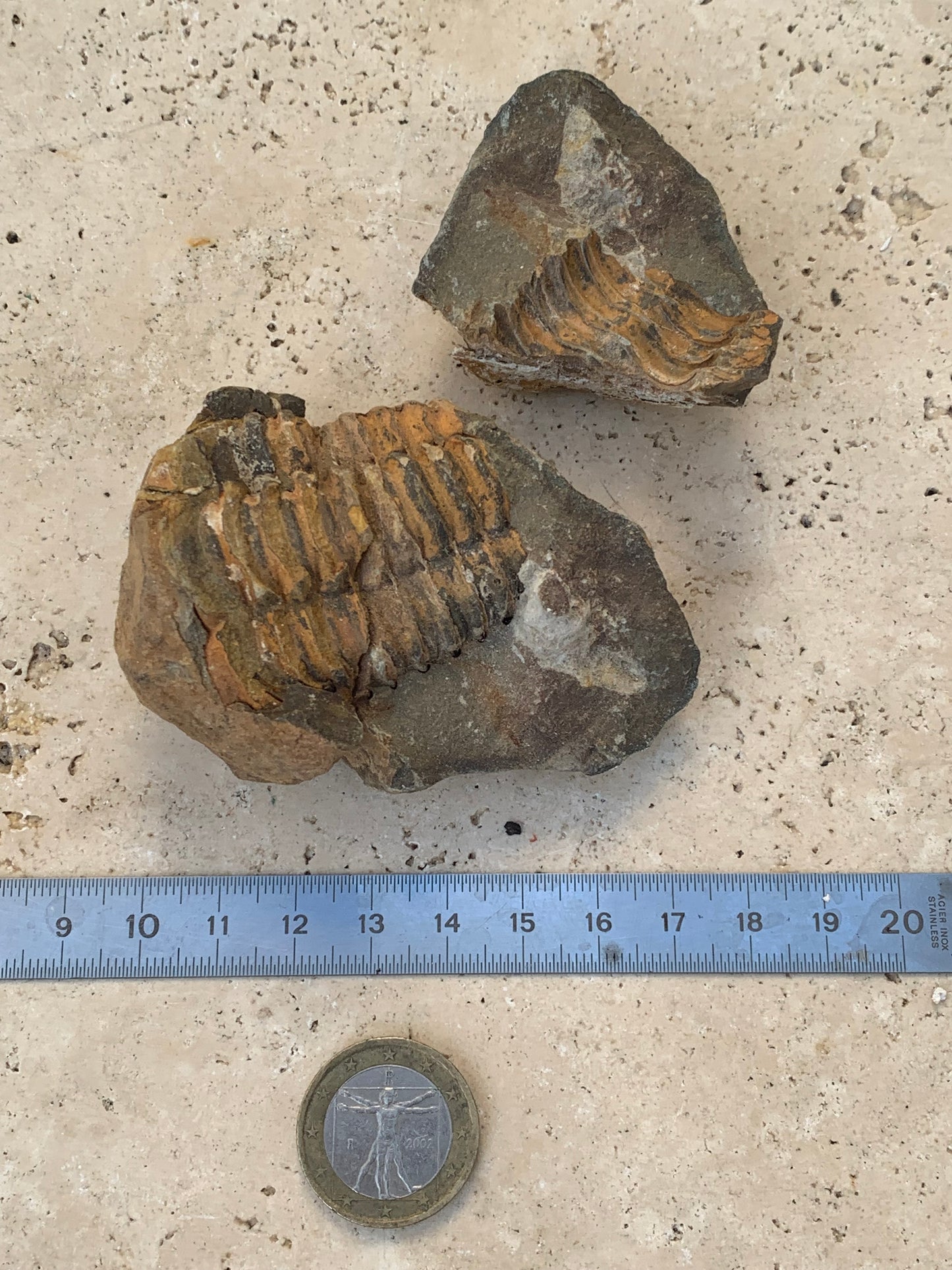 Trilobites Phacops, fossile en 2 moitiés de 76 mm x 55 x 42 - 161,5 grammes. Parfait pour collection, exposition...