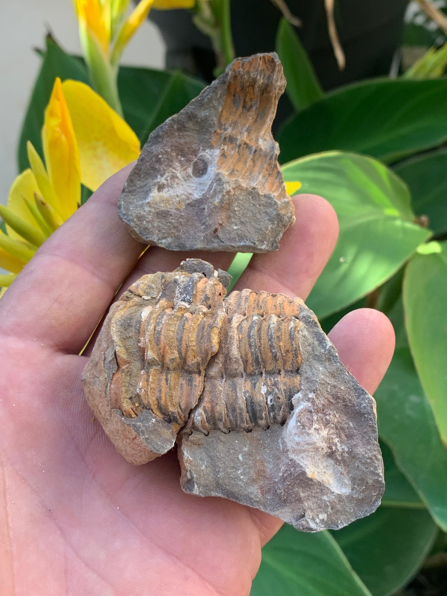 Trilobites Phacops, fossile en 2 moitiés de 76 mm x 55 x 42 - 161,5 grammes. Parfait pour collection, exposition...