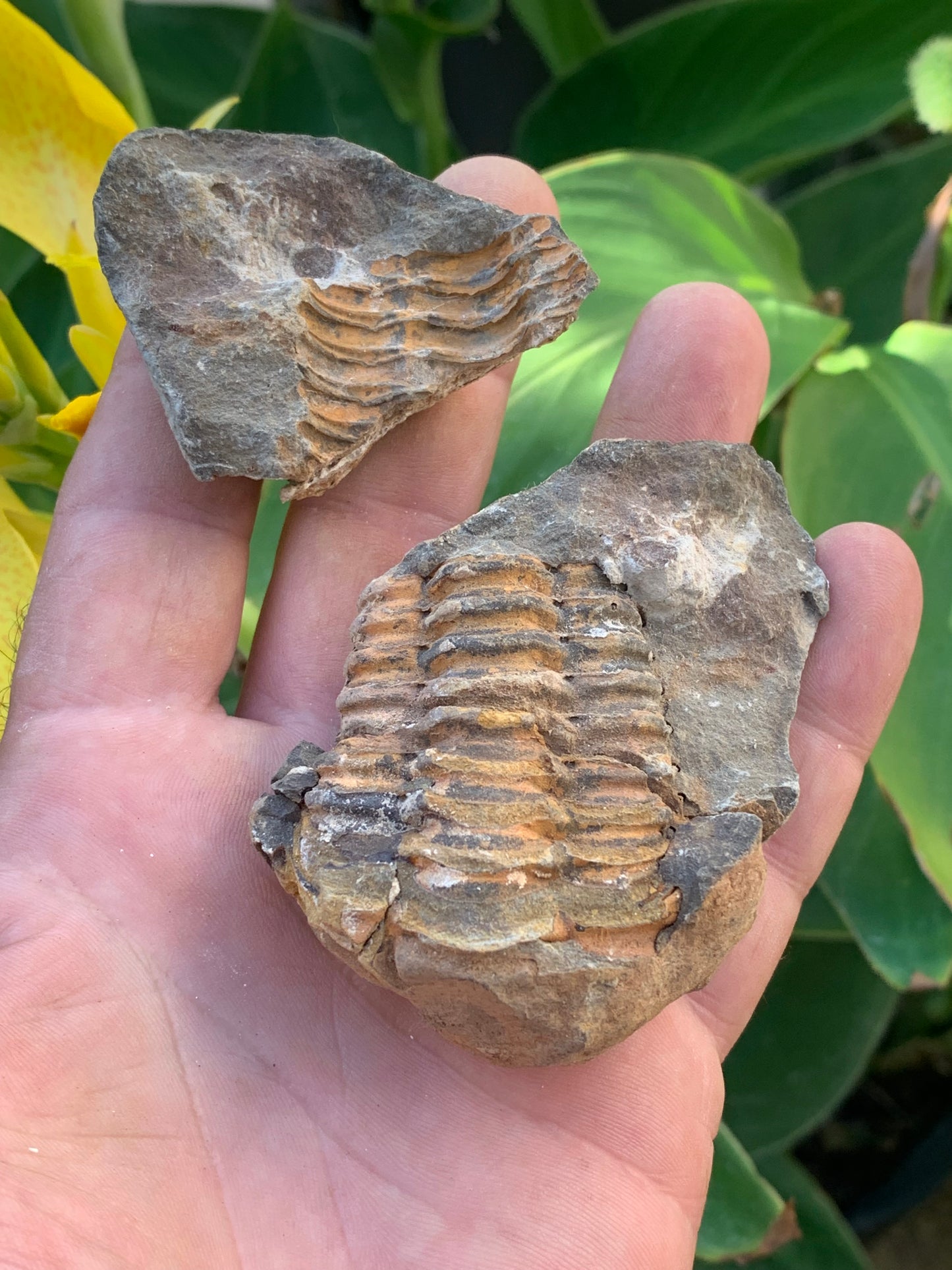 Trilobites Phacops, fossile en 2 moitiés de 76 mm x 55 x 42 - 161,5 grammes. Parfait pour collection, exposition...