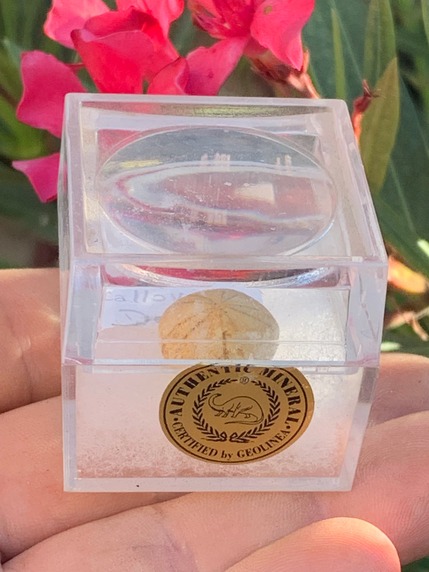 Oursin fossilisé aussi appelé 'échinide fossile', de 16 mm de diamètre x 10 - 2,4 grammes. Vendu avec boite 'loupe', parfait pour collection, exposition...