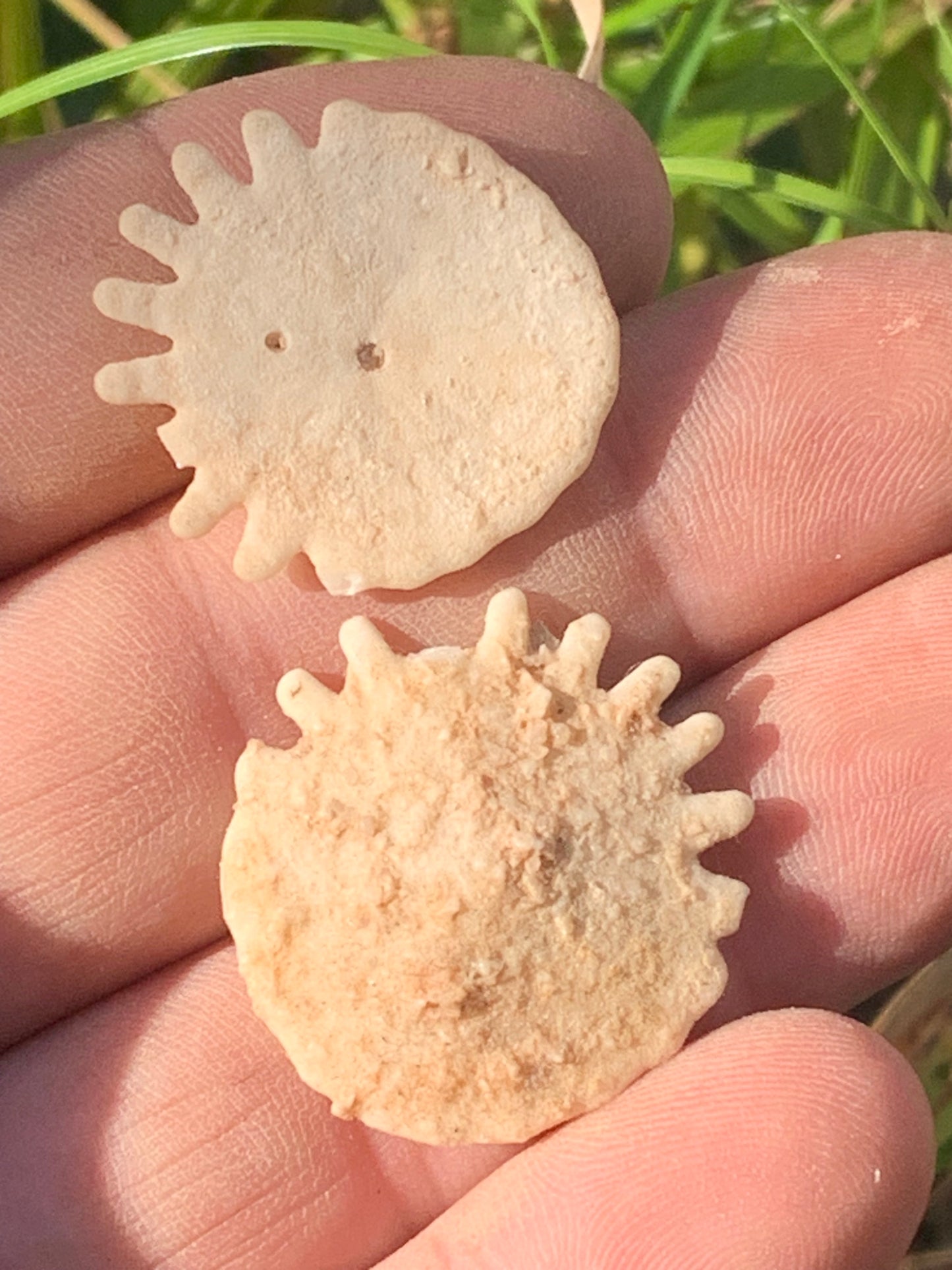 Oursin de Mauritanie aussi appelé 'échinide fossile', de 29 mm de diamètre x 5 - 3 grammes. Spècimen percé au centre pour bijouterie ou parfait pour collection, exposition...