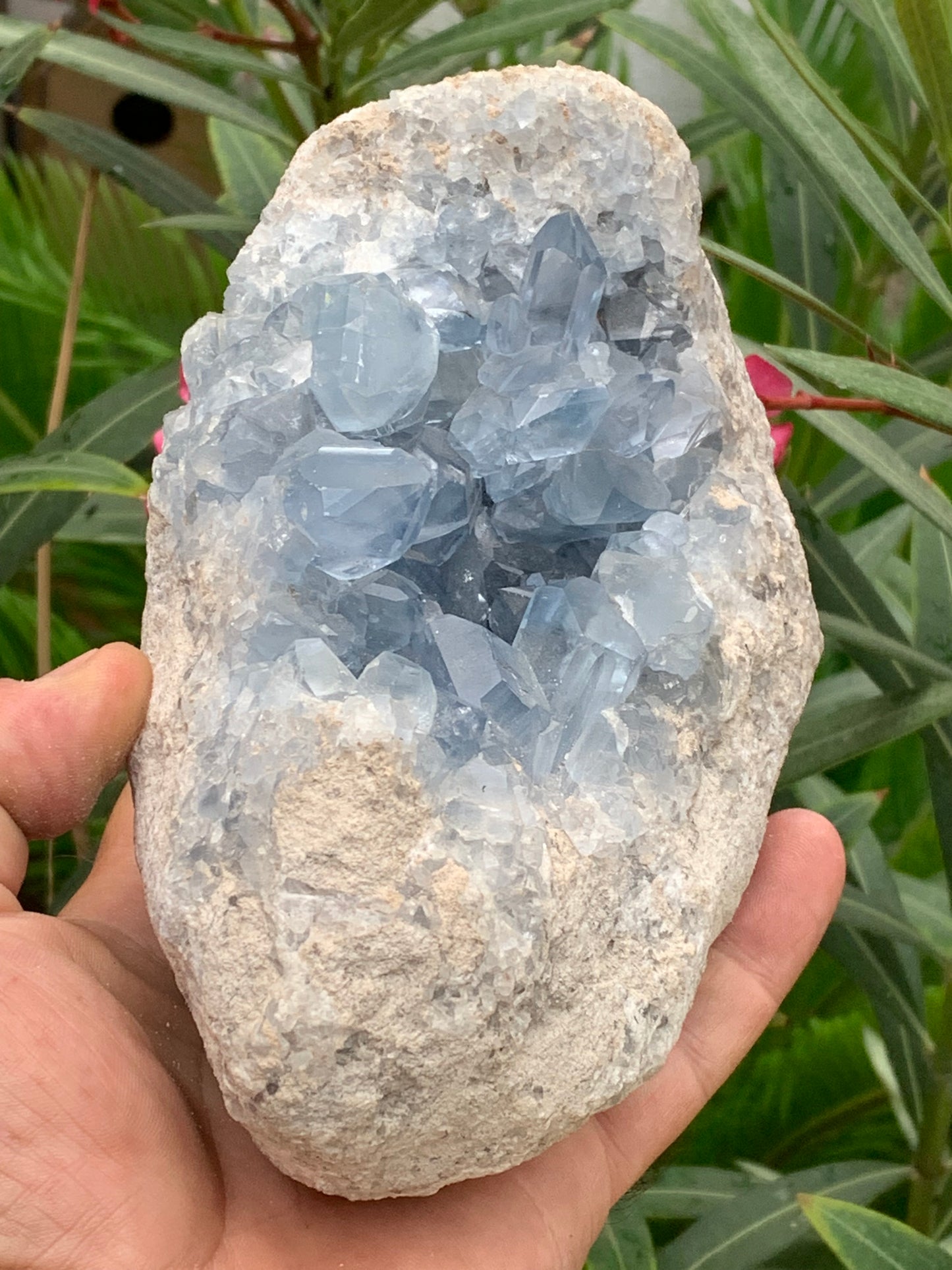 Célestite/ Célestine ou Quartz Bleu, géode de 2,274 kilogrammes, 17 x 10,3 x 9,5 centimètres. Superbe qualité, parfait pour vos collections, expositions...