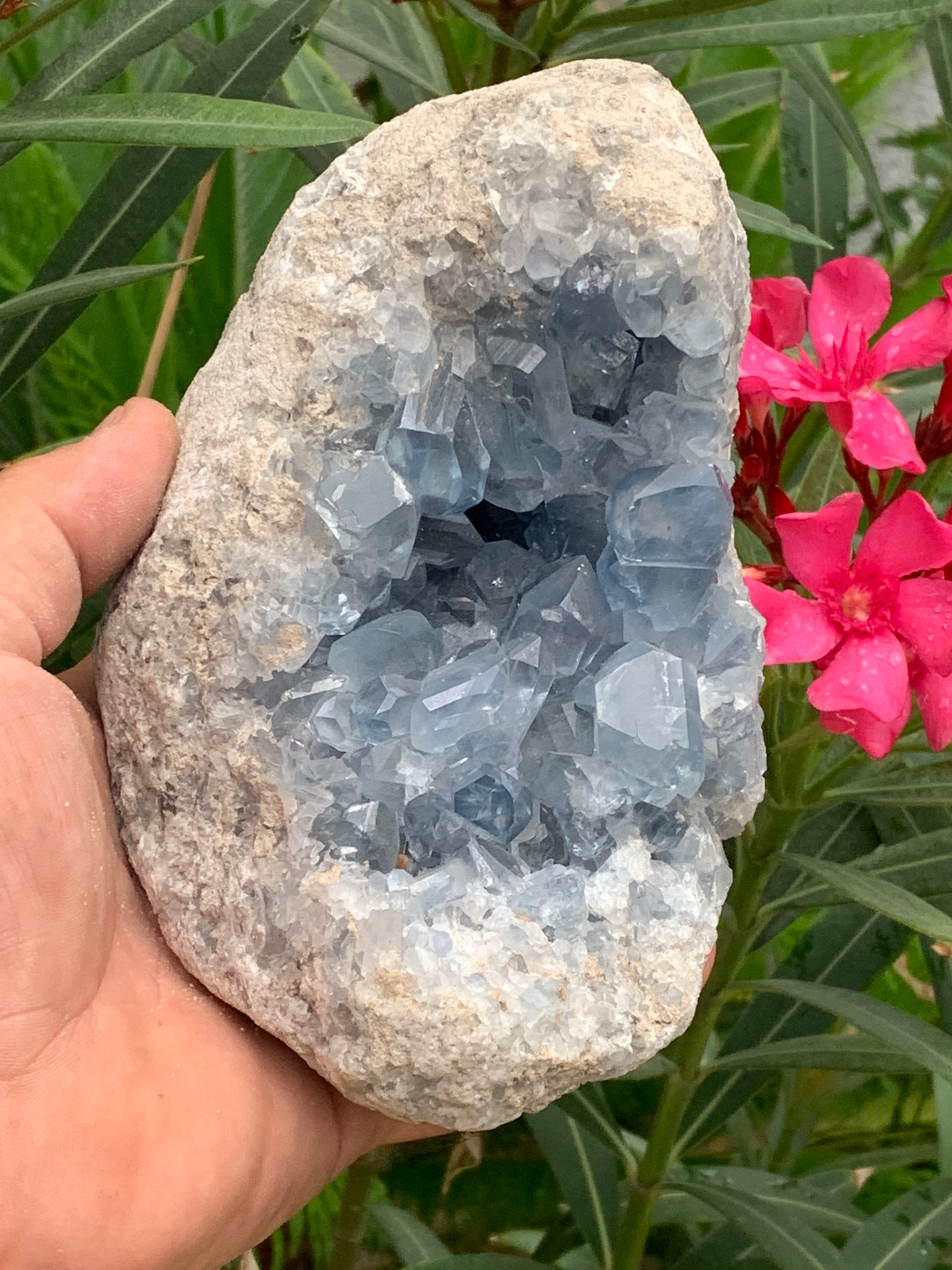 Célestite/ Célestine ou Quartz Bleu, géode de 2,274 kilogrammes, 17 x 10,3 x 9,5 centimètres. Superbe qualité, parfait pour vos collections, expositions...
