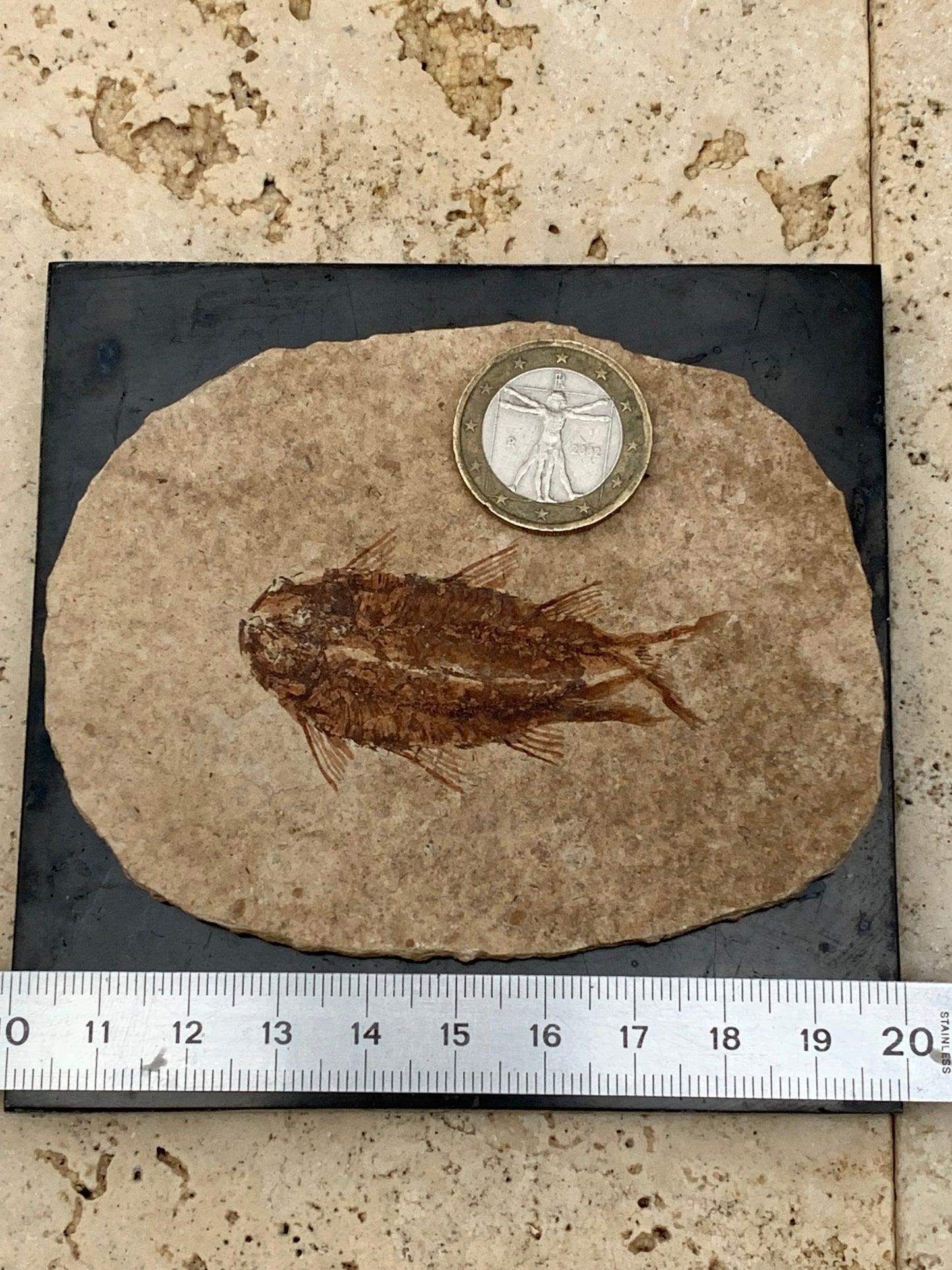Poisson fossilisé "Knigtia Eocaena" sur plaque de grès de 9,5 x 7,5 x 0,5 centimètres / 51 grammes. Parfait pour décoration, collection ou exposition...