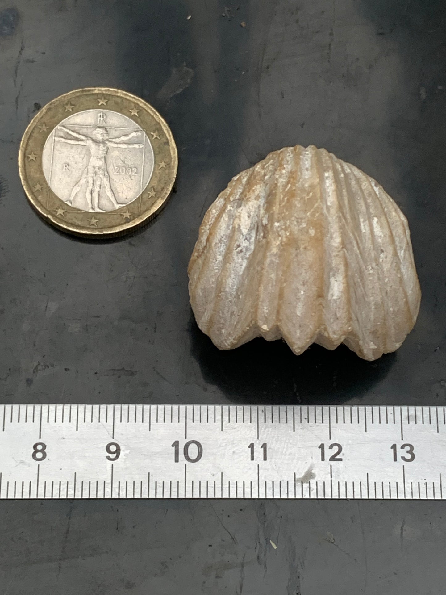 Coquillage bivalve fossile en calcaire de 34 x 31 x 31 millimètres / 31,7 grammes. Parfait pour décoration, collection ou exposition...