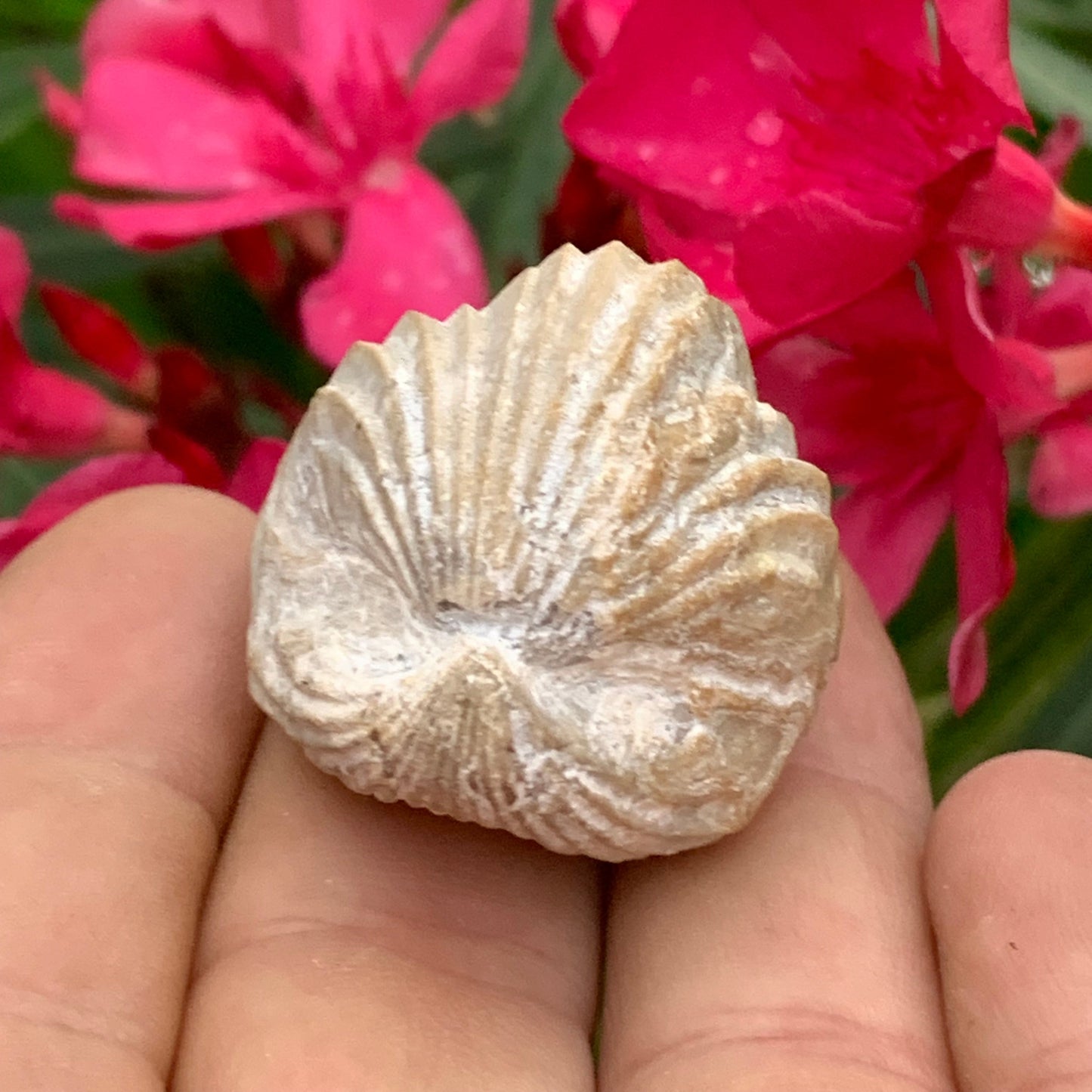 Coquillage bivalve fossile en calcaire de 34 x 31 x 31 millimètres / 31,7 grammes. Parfait pour décoration, collection ou exposition...