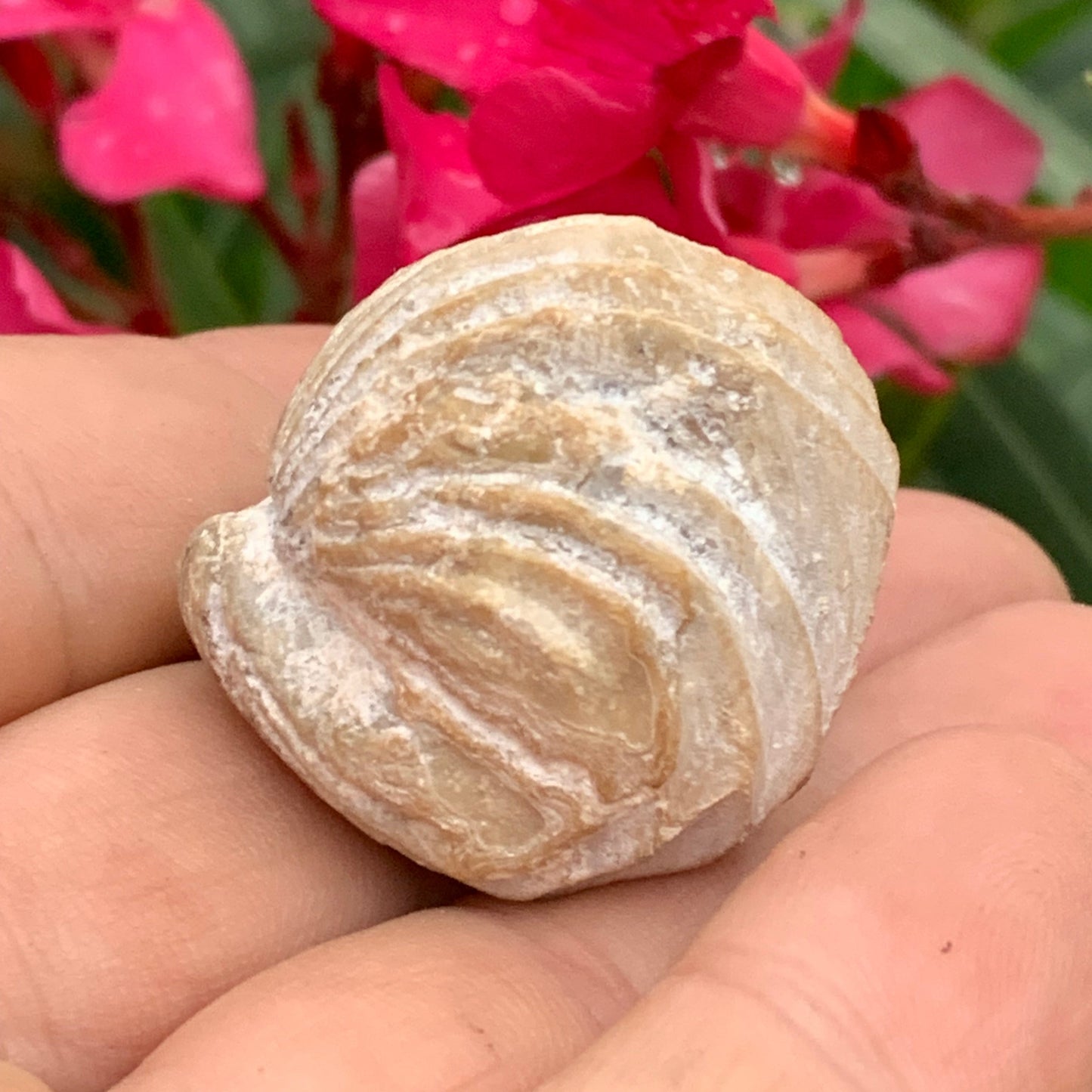 Coquillage bivalve fossile en calcaire de 34 x 31 x 31 millimètres / 31,7 grammes. Parfait pour décoration, collection ou exposition...