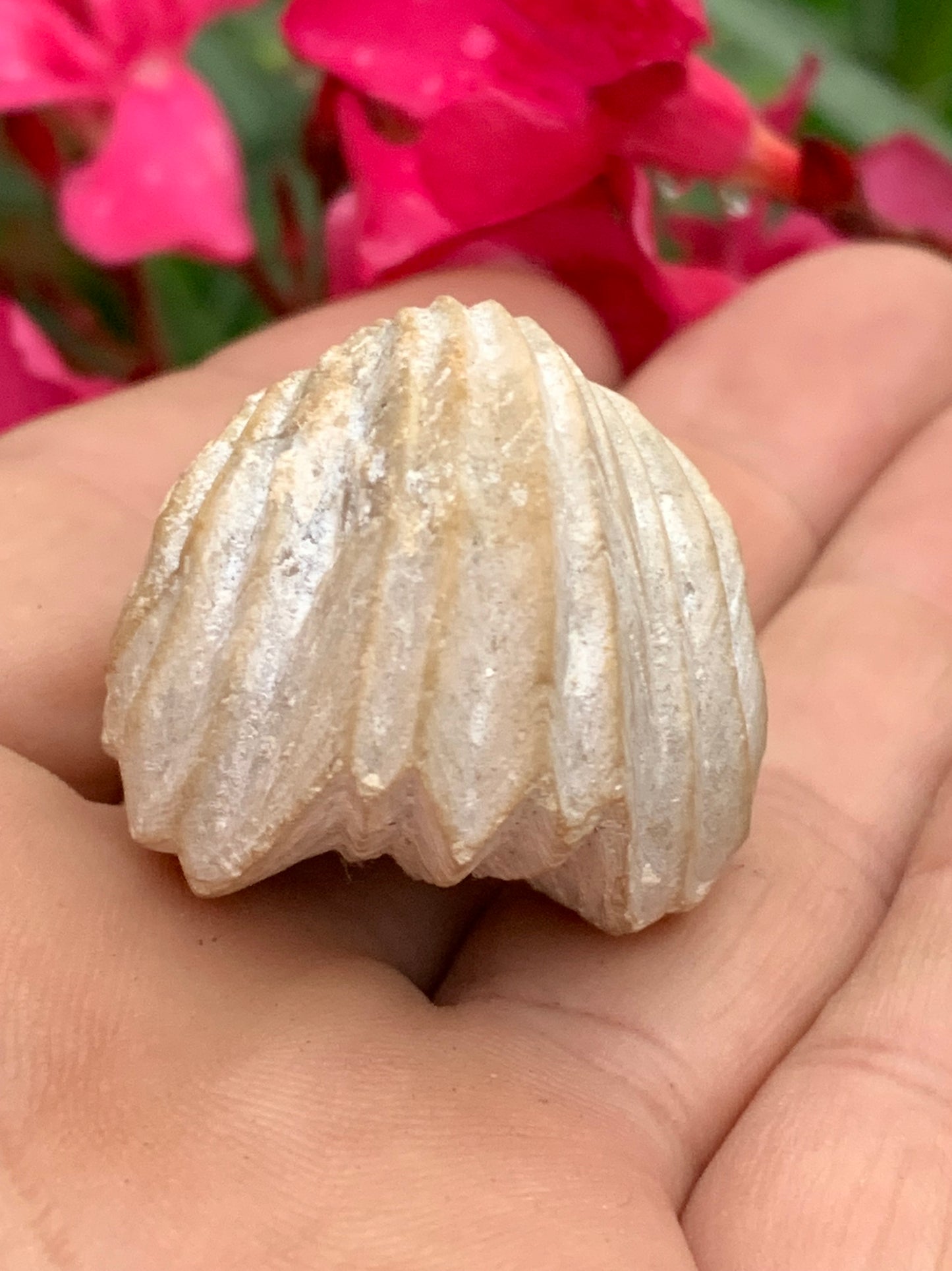 Coquillage bivalve fossile en calcaire de 34 x 31 x 31 millimètres / 31,7 grammes. Parfait pour décoration, collection ou exposition...