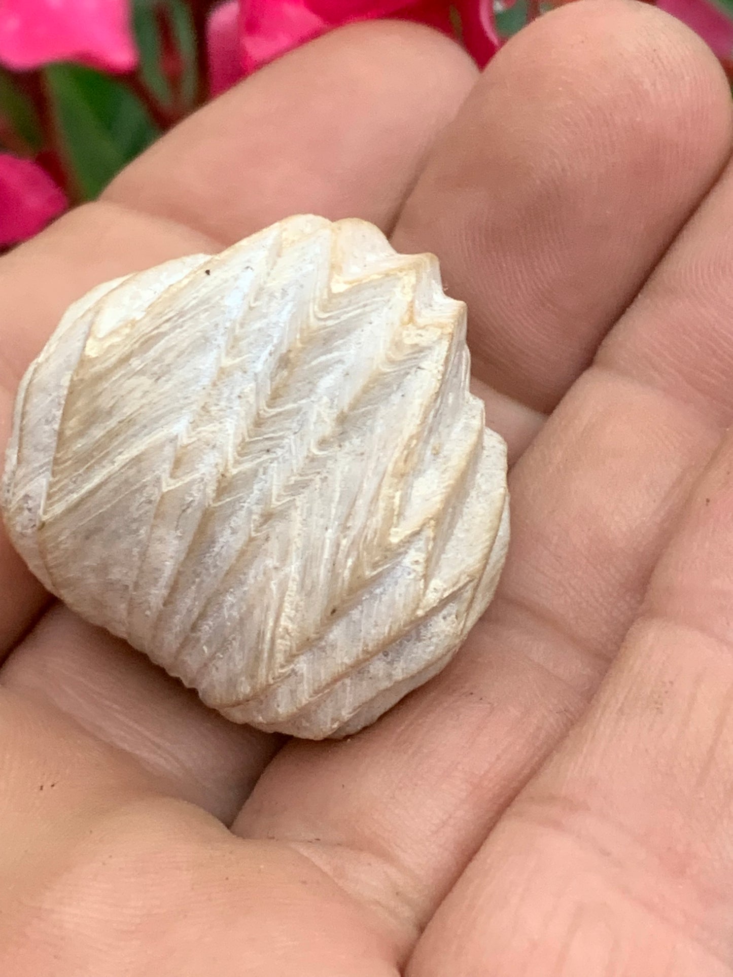 Coquillage bivalve fossile en calcaire de 34 x 31 x 31 millimètres / 31,7 grammes. Parfait pour décoration, collection ou exposition...