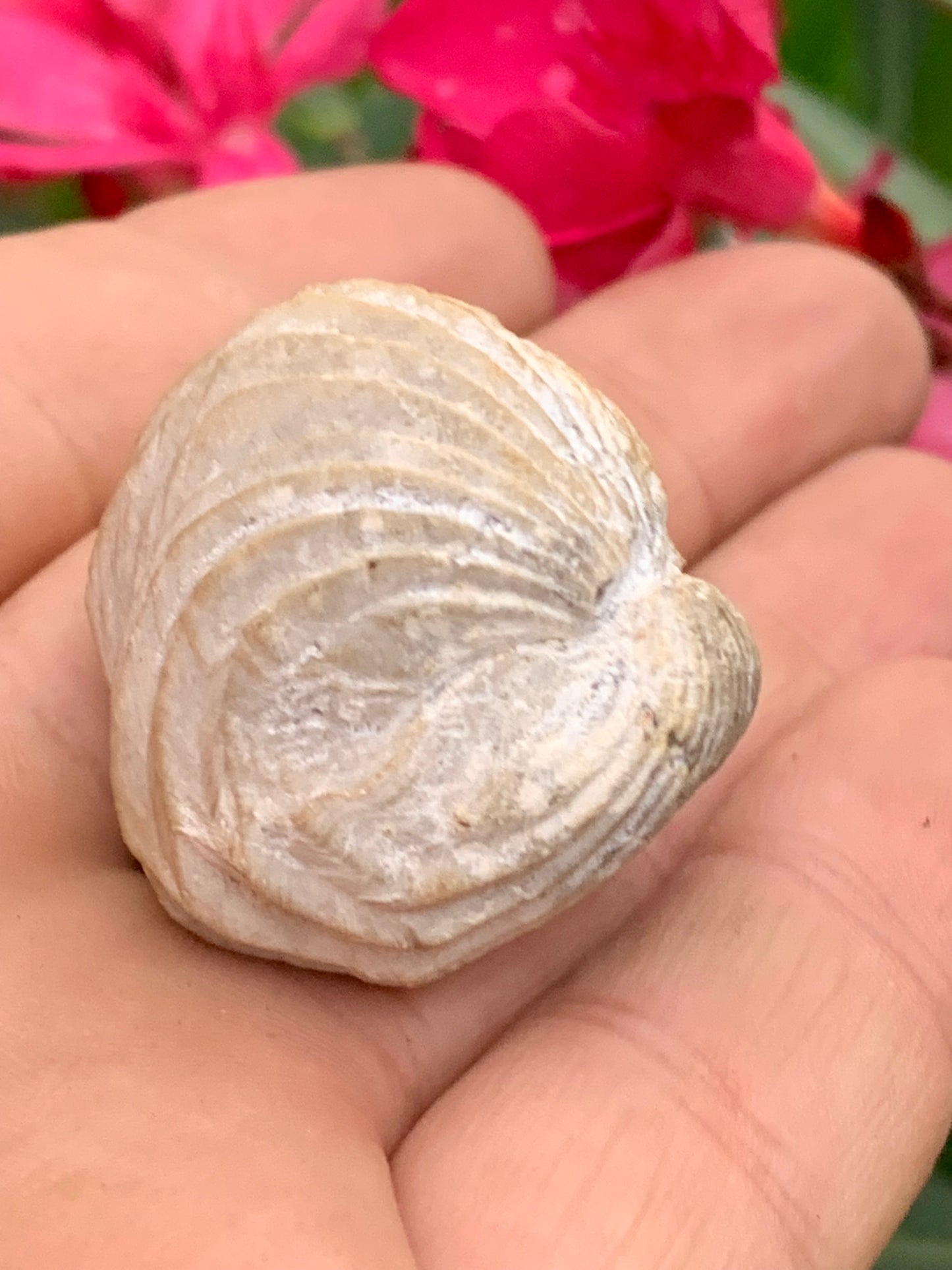 Coquillage bivalve fossile en calcaire de 34 x 31 x 31 millimètres / 31,7 grammes. Parfait pour décoration, collection ou exposition...