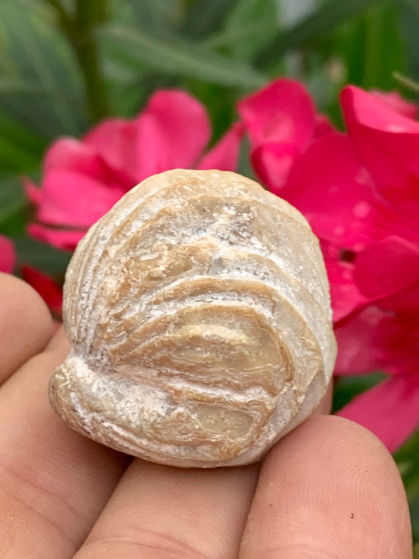 Coquillage bivalve fossile en calcaire de 34 x 31 x 31 millimètres / 31,7 grammes. Parfait pour décoration, collection ou exposition...