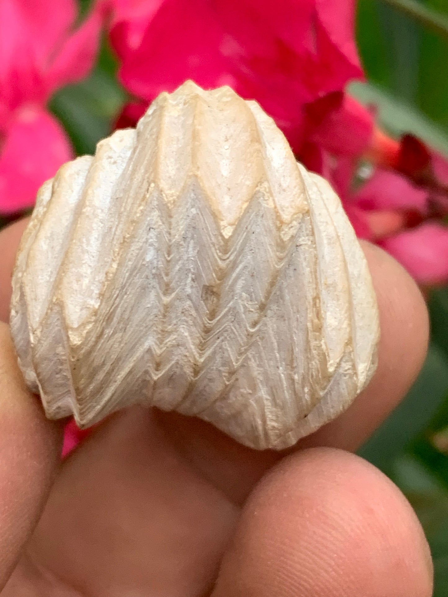 Coquillage bivalve fossile en calcaire de 34 x 31 x 31 millimètres / 31,7 grammes. Parfait pour décoration, collection ou exposition...