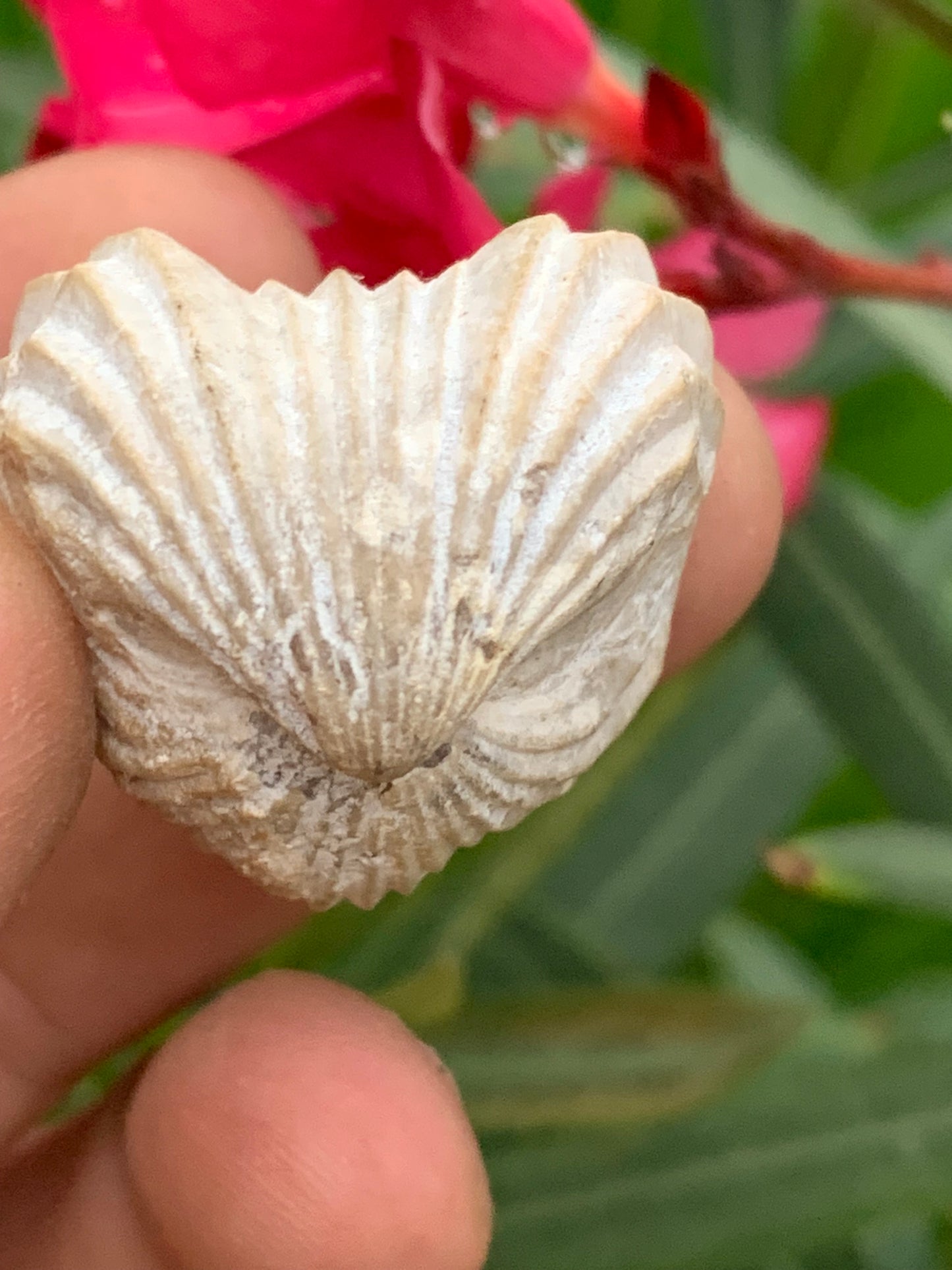 Coquillage bivalve fossile en calcaire de 34 x 31 x 31 millimètres / 31,7 grammes. Parfait pour décoration, collection ou exposition...