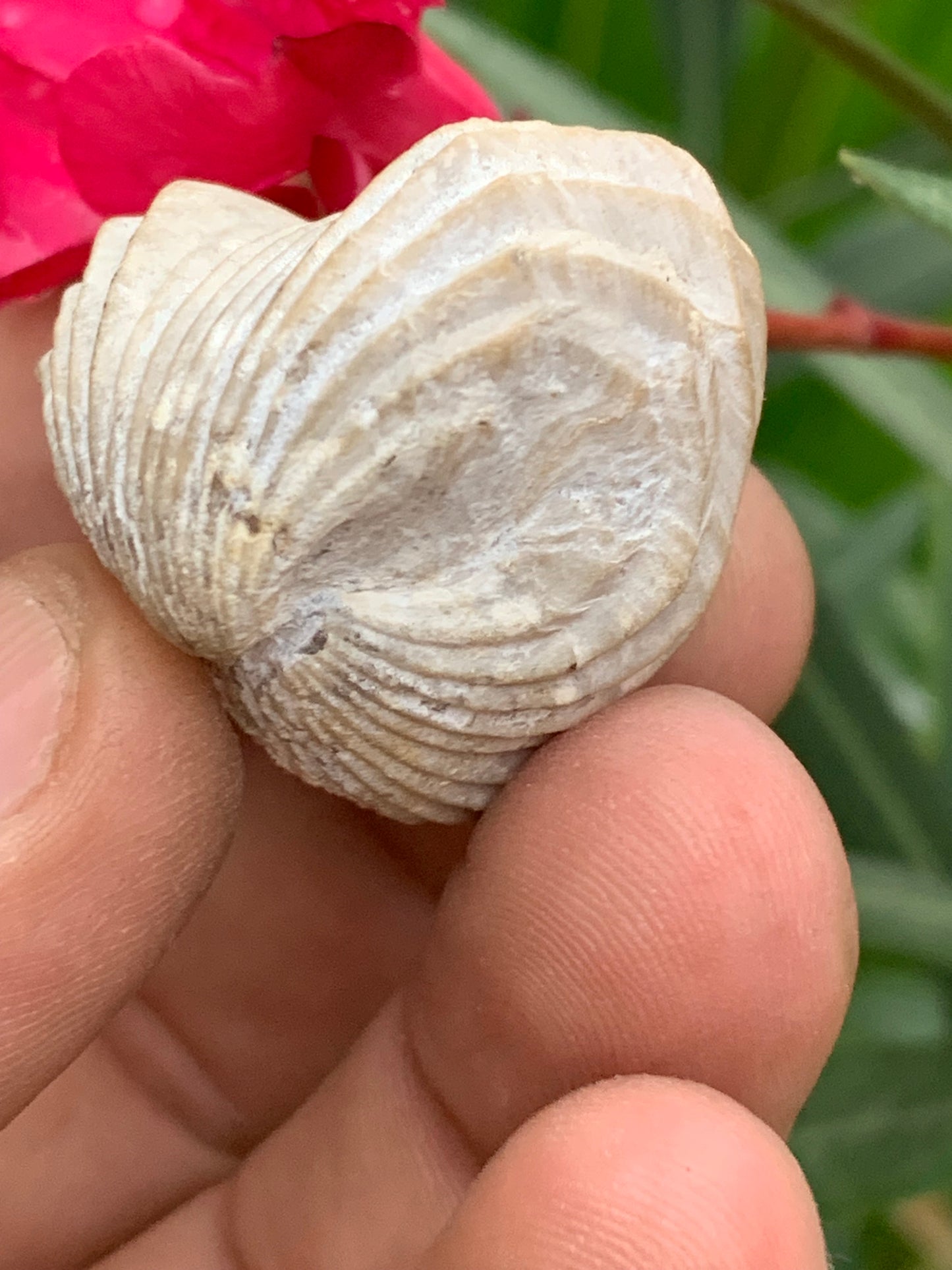 Coquillage bivalve fossile en calcaire de 34 x 31 x 31 millimètres / 31,7 grammes. Parfait pour décoration, collection ou exposition...