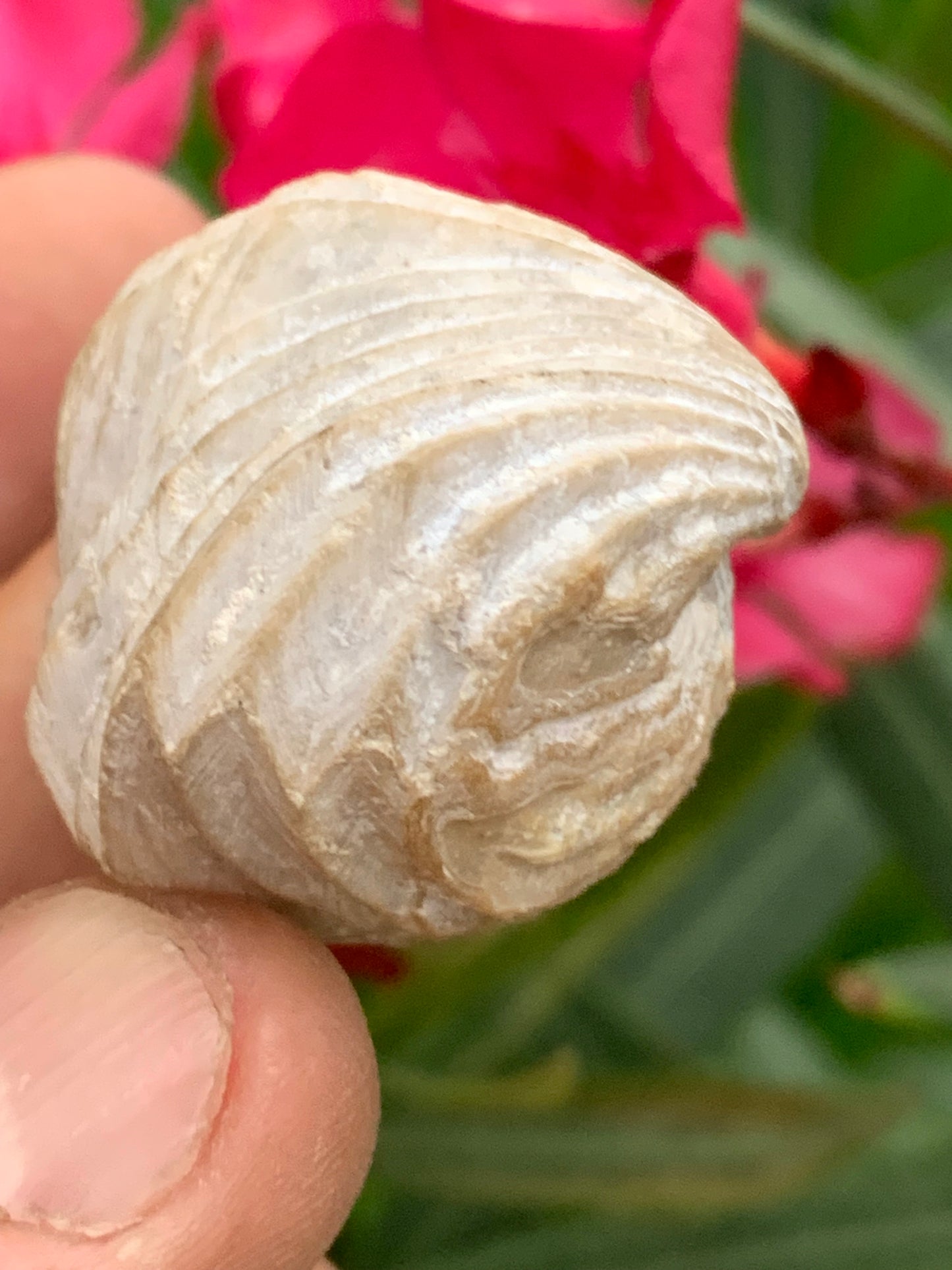 Coquillage bivalve fossile en calcaire de 34 x 31 x 31 millimètres / 31,7 grammes. Parfait pour décoration, collection ou exposition...