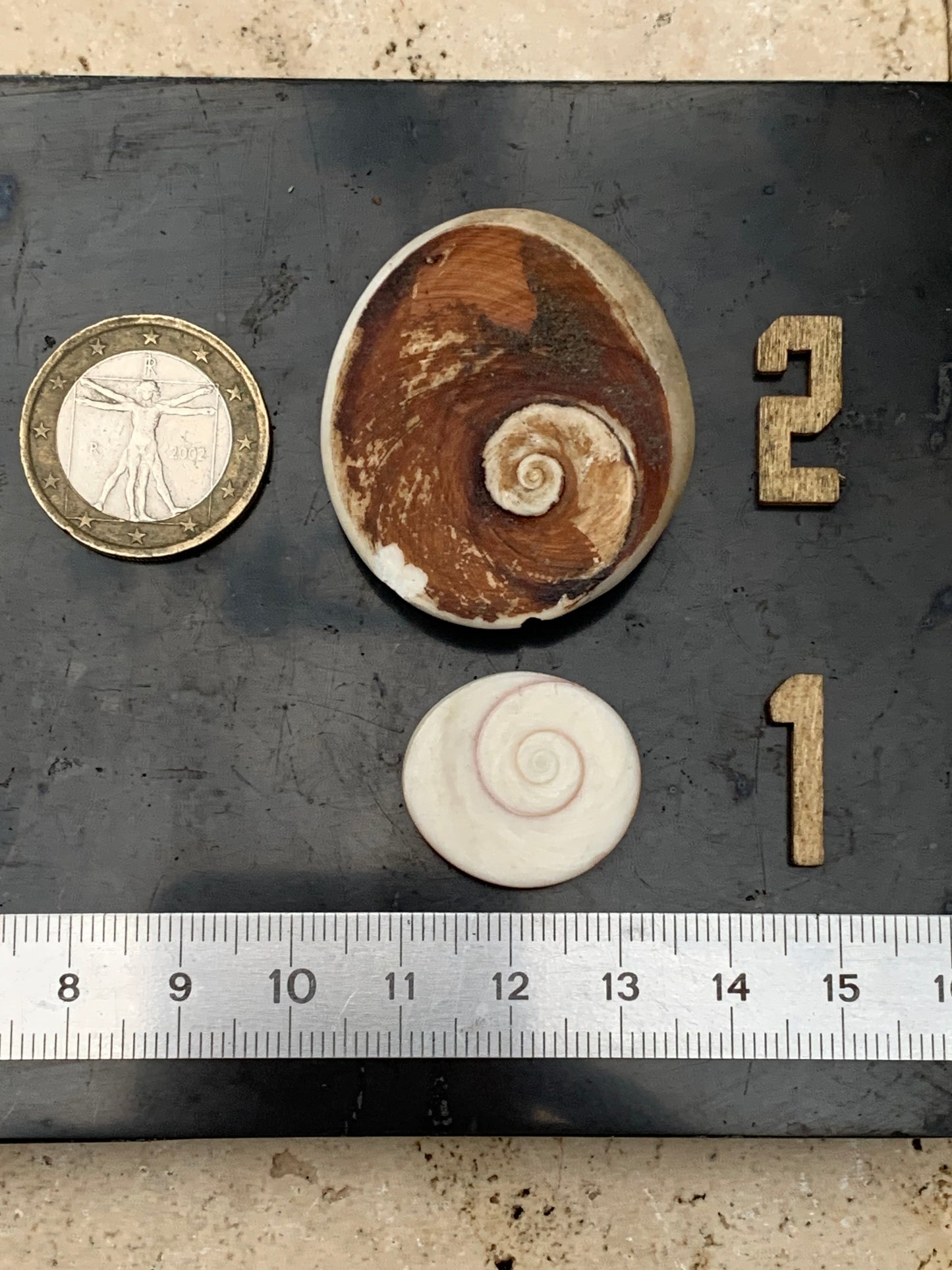 Coquillage, Oeil de Sainte Lucie, de 38mm x34 x14 et 22 x20 x8 / 19,8 et 4,3 grammes. Parfait pour bijouterie, décoration, collection ou exposition...