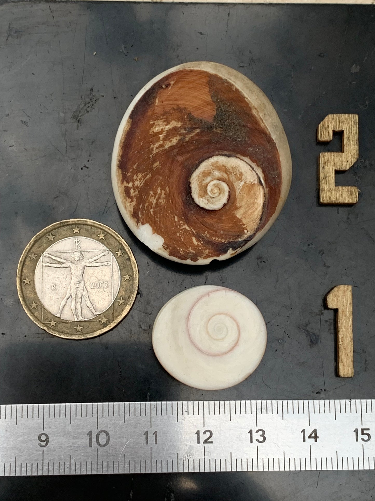 Coquillage, Oeil de Sainte Lucie, de 38mm x34 x14 et 22 x20 x8 / 19,8 et 4,3 grammes. Parfait pour bijouterie, décoration, collection ou exposition...