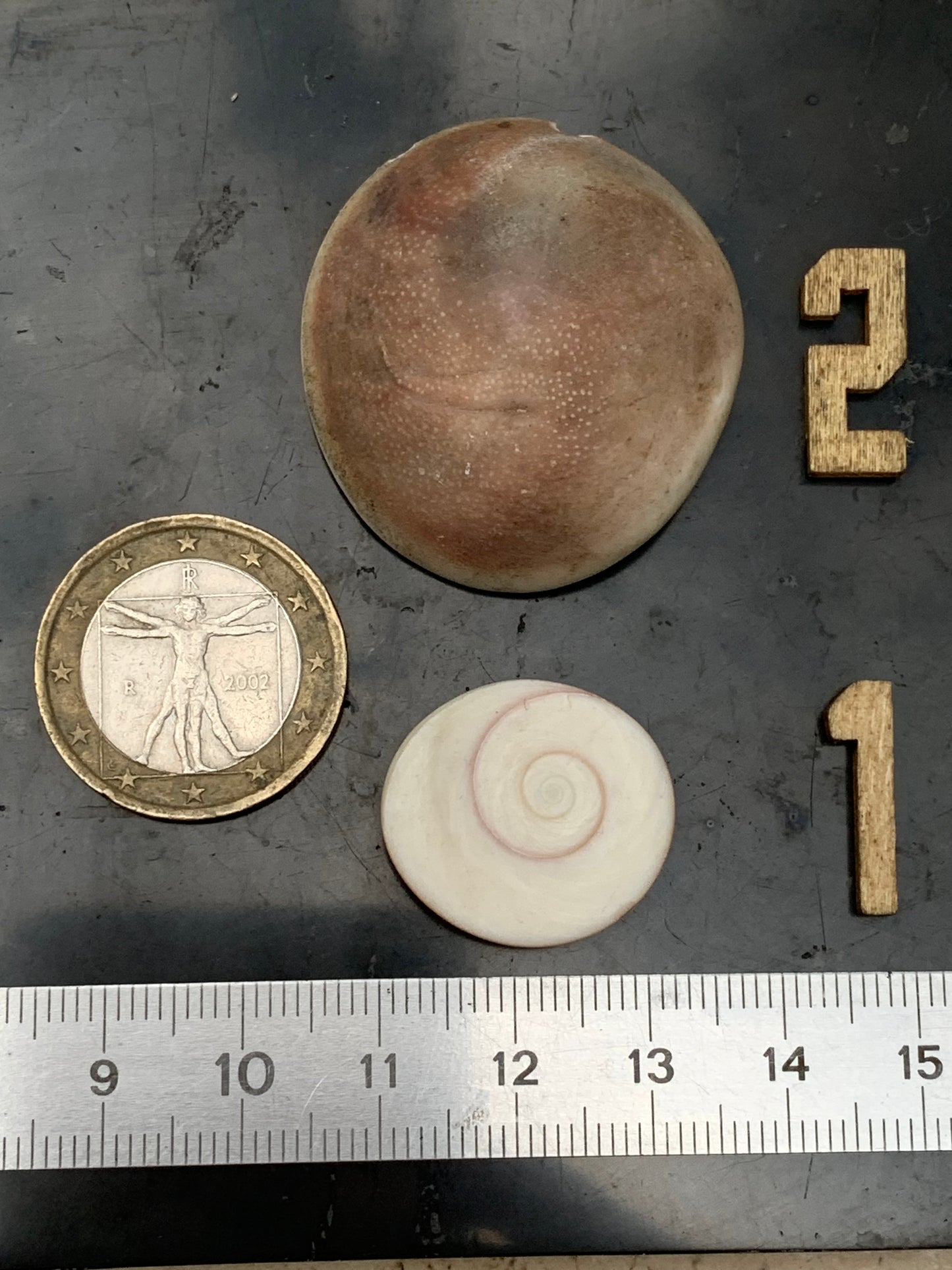 Coquillage, Oeil de Sainte Lucie, de 38mm x34 x14 et 22 x20 x8 / 19,8 et 4,3 grammes. Parfait pour bijouterie, décoration, collection ou exposition...