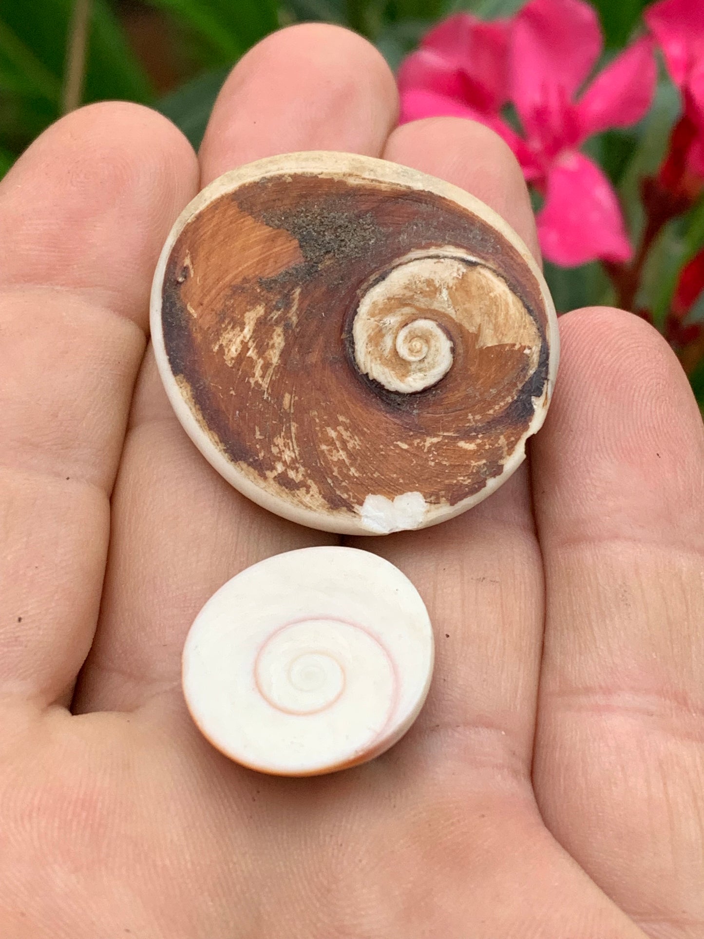Coquillage, Oeil de Sainte Lucie, de 38mm x34 x14 et 22 x20 x8 / 19,8 et 4,3 grammes. Parfait pour bijouterie, décoration, collection ou exposition...