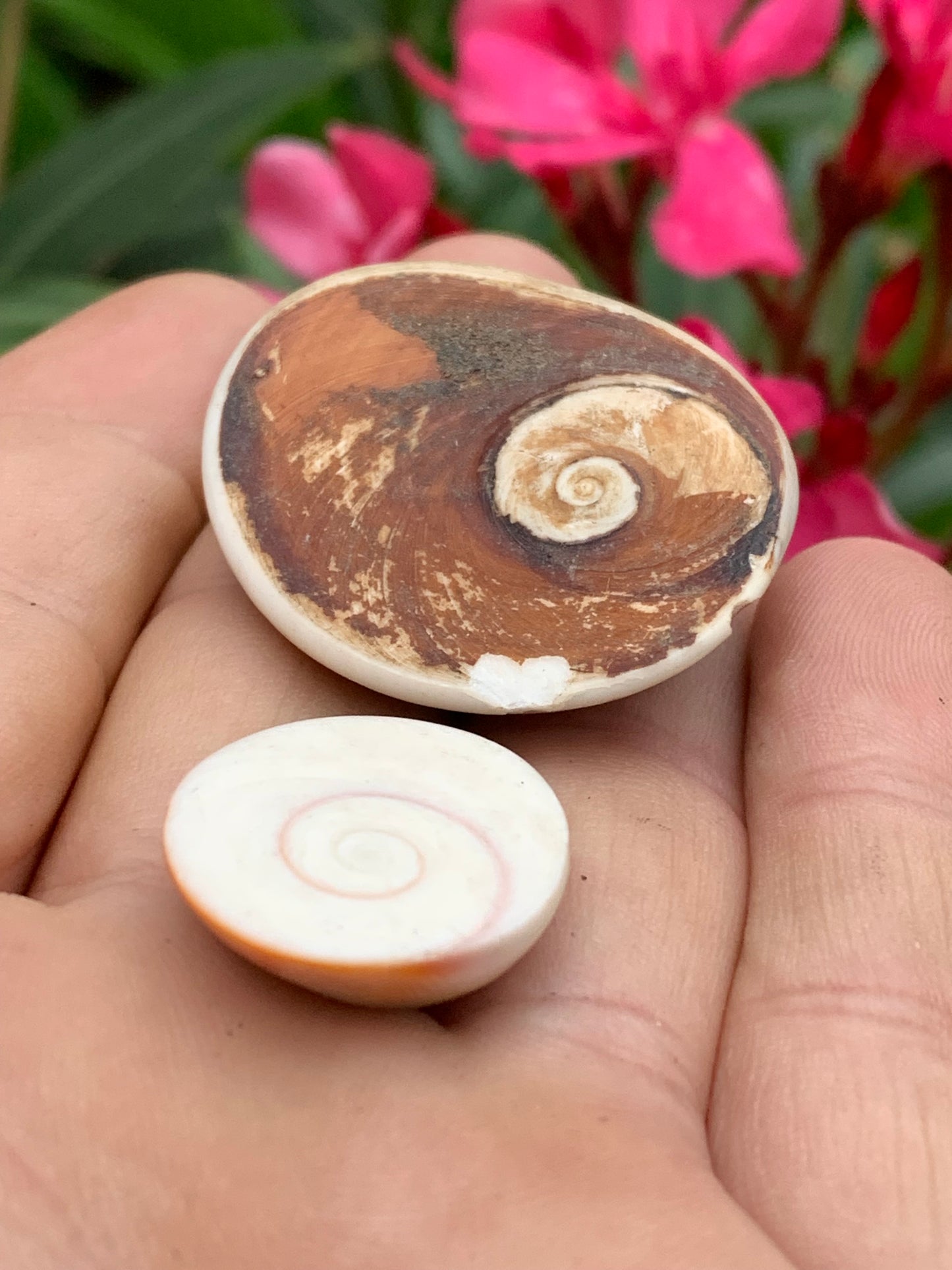 Coquillage, Oeil de Sainte Lucie, de 38mm x34 x14 et 22 x20 x8 / 19,8 et 4,3 grammes. Parfait pour bijouterie, décoration, collection ou exposition...