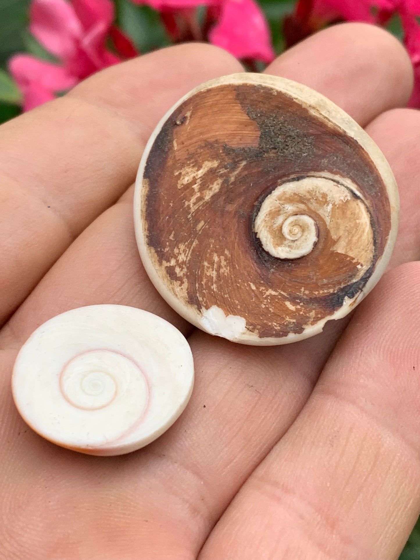 Coquillage, Oeil de Sainte Lucie, de 38mm x34 x14 et 22 x20 x8 / 19,8 et 4,3 grammes. Parfait pour bijouterie, décoration, collection ou exposition...