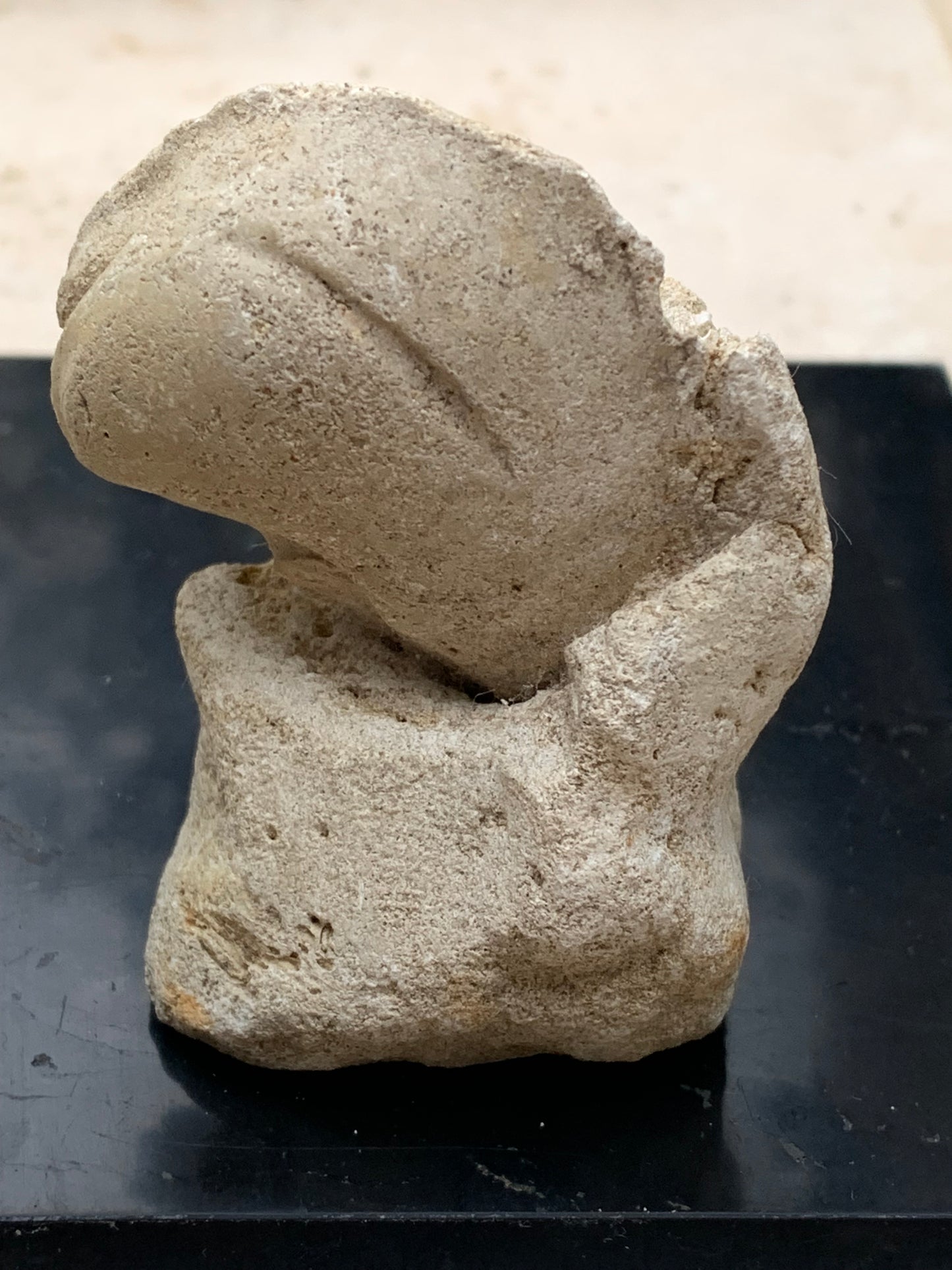 Dent fossile en calcaire, de 58mm x47 x36 / 85,9 grammes. Parfait pour étude, collection ou exposition..