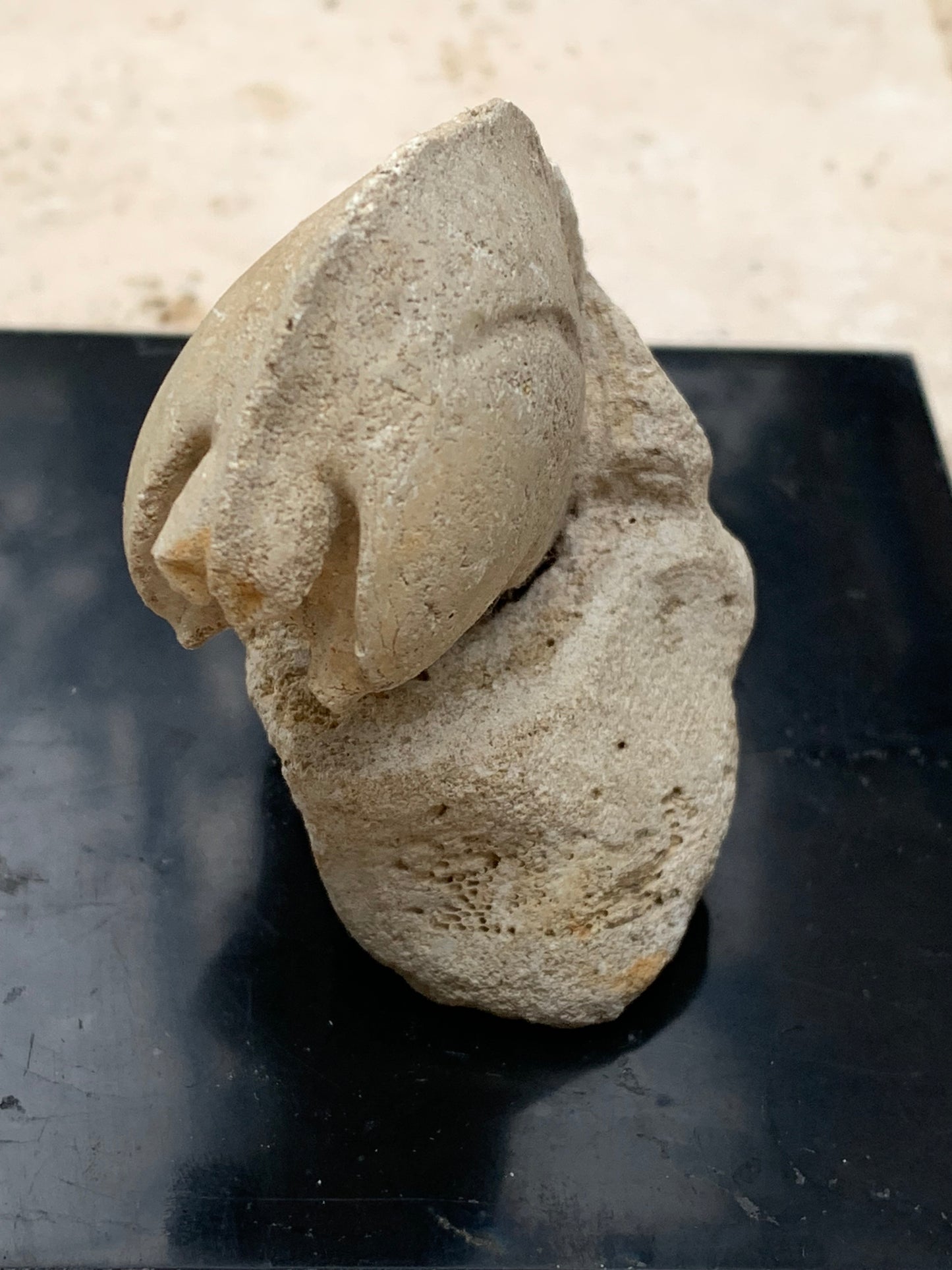 Dent fossile en calcaire, de 58mm x47 x36 / 85,9 grammes. Parfait pour étude, collection ou exposition..