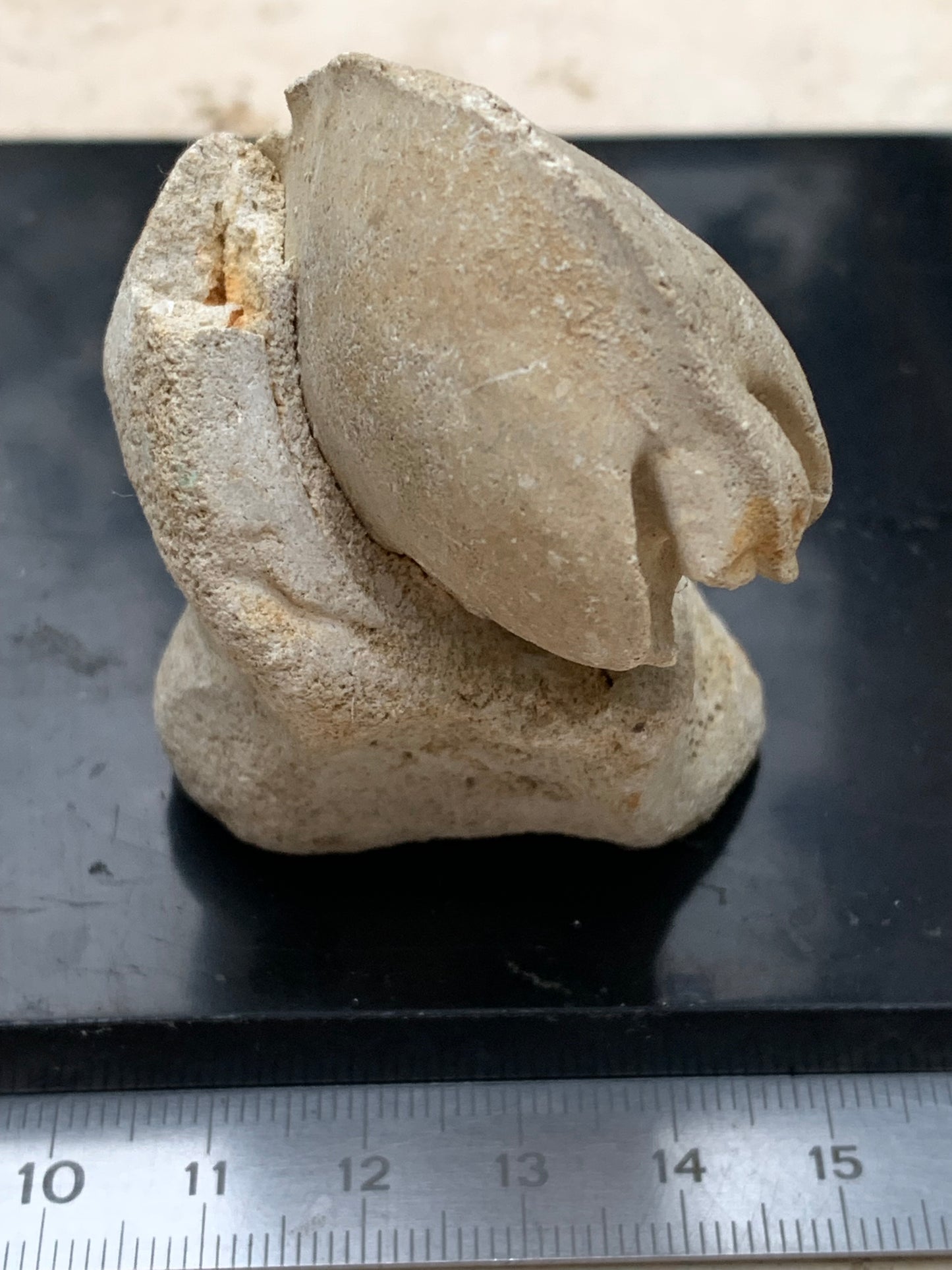 Dent fossile en calcaire, de 58mm x47 x36 / 85,9 grammes. Parfait pour étude, collection ou exposition..