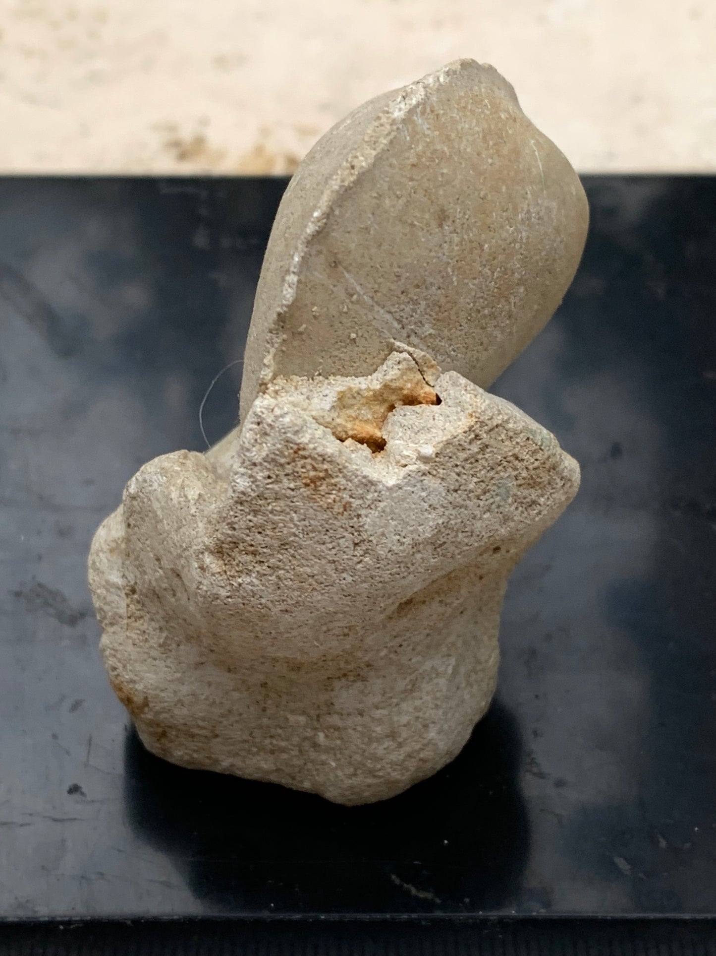 Dent fossile en calcaire, de 58mm x47 x36 / 85,9 grammes. Parfait pour étude, collection ou exposition..