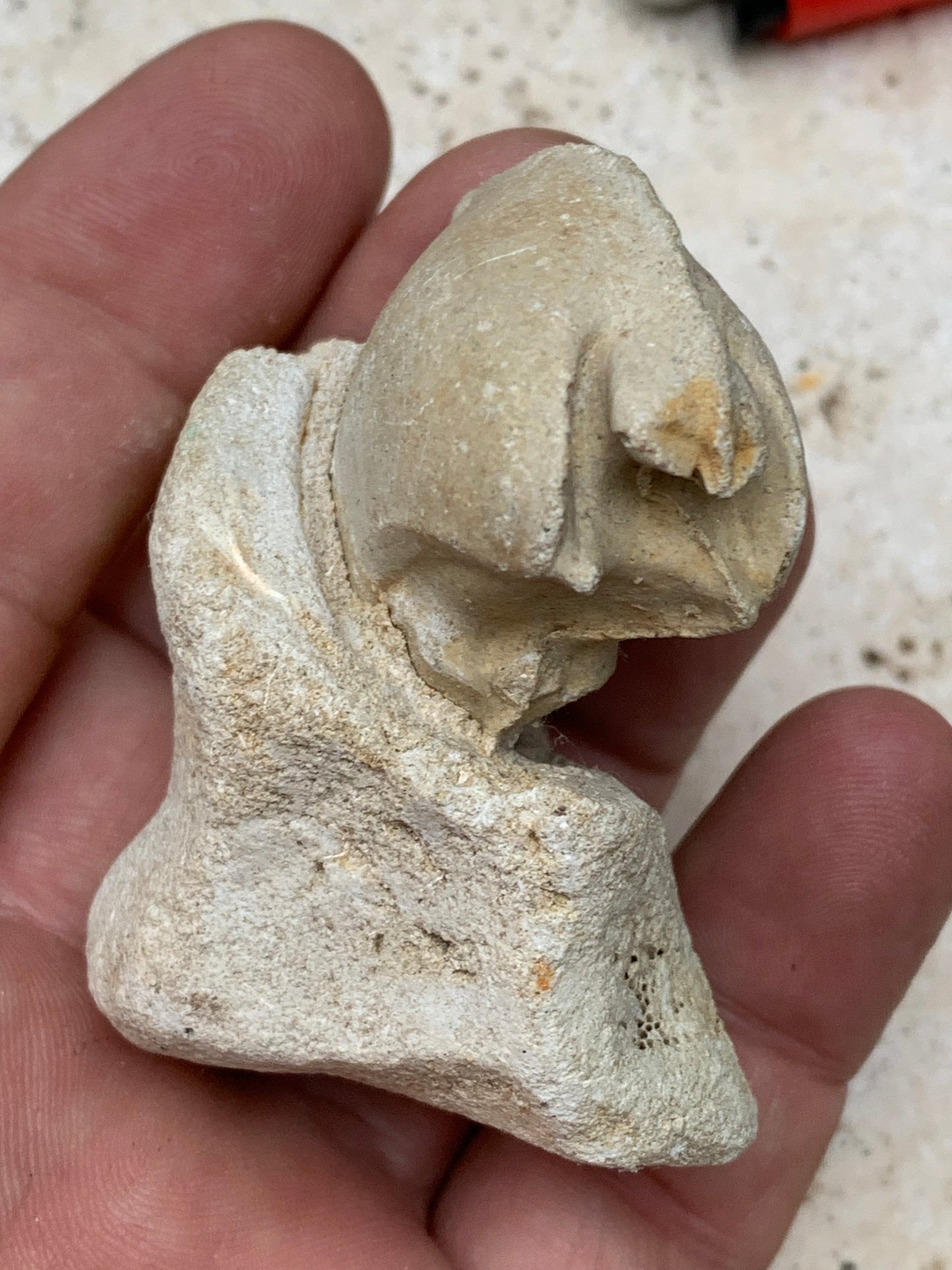 Dent fossile en calcaire, de 58mm x47 x36 / 85,9 grammes. Parfait pour étude, collection ou exposition..