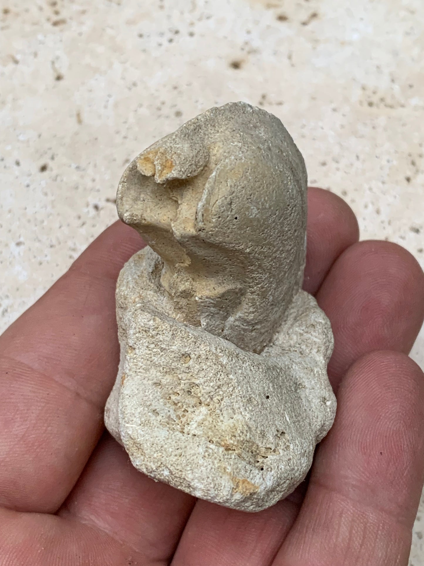 Dent fossile en calcaire, de 58mm x47 x36 / 85,9 grammes. Parfait pour étude, collection ou exposition..