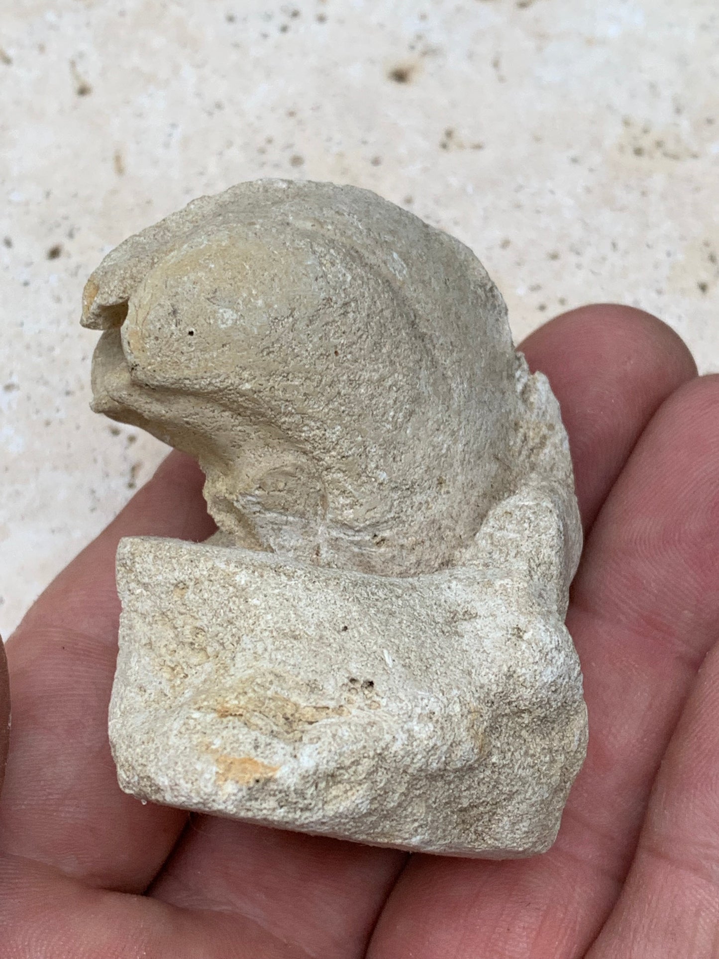 Dent fossile en calcaire, de 58mm x47 x36 / 85,9 grammes. Parfait pour étude, collection ou exposition..